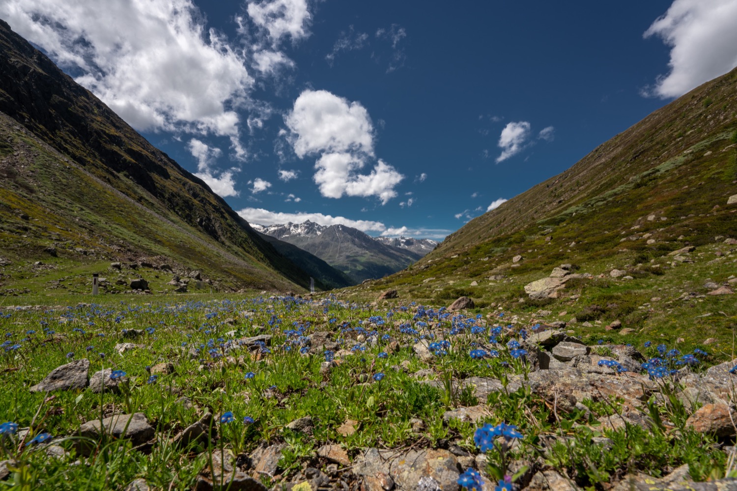 Alpine Forget-me-not at Timmelsbach