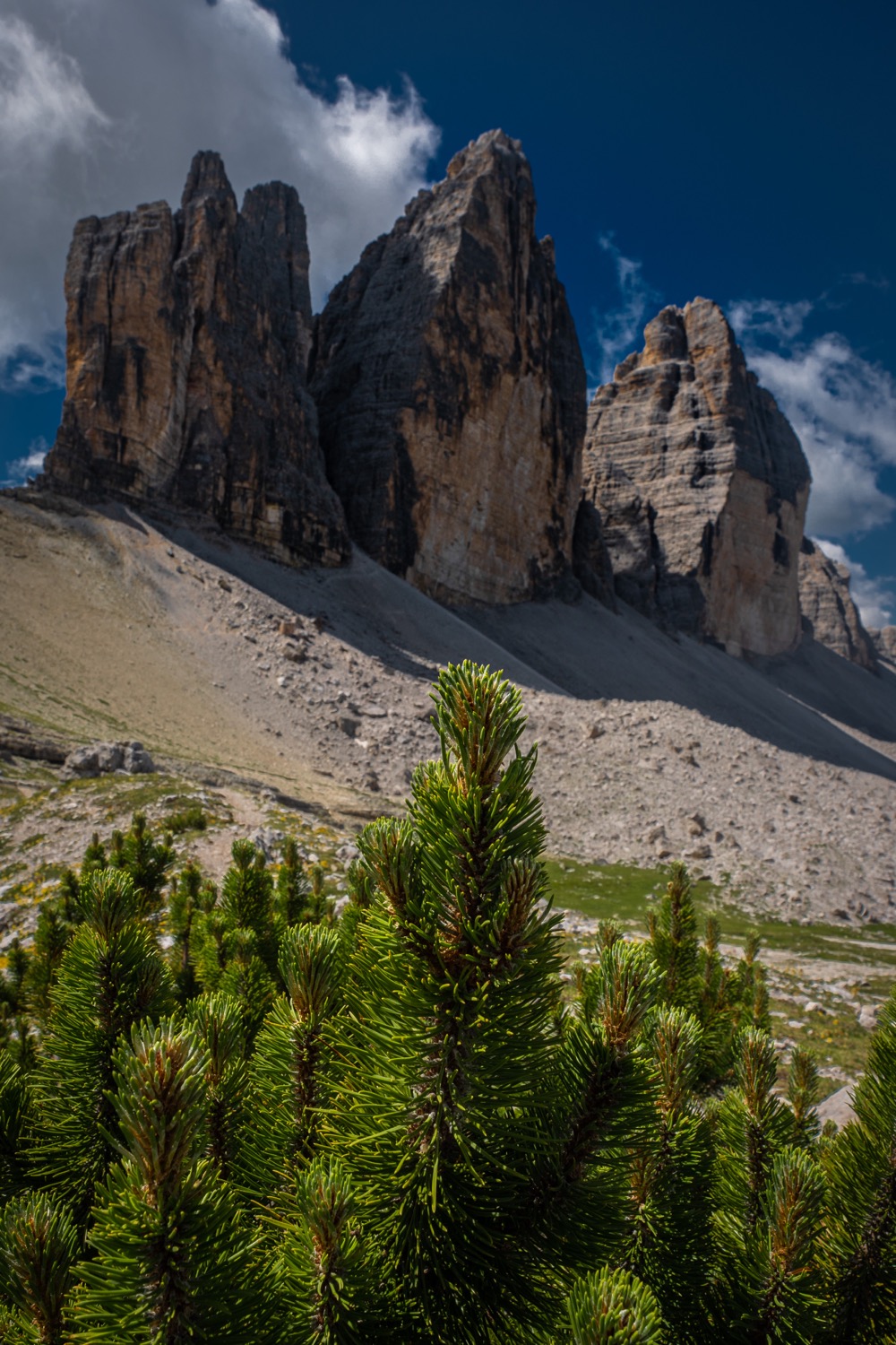 Conifer at the three peaks