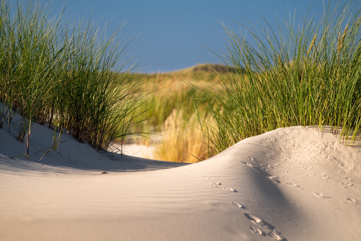 Footprints in the sand
