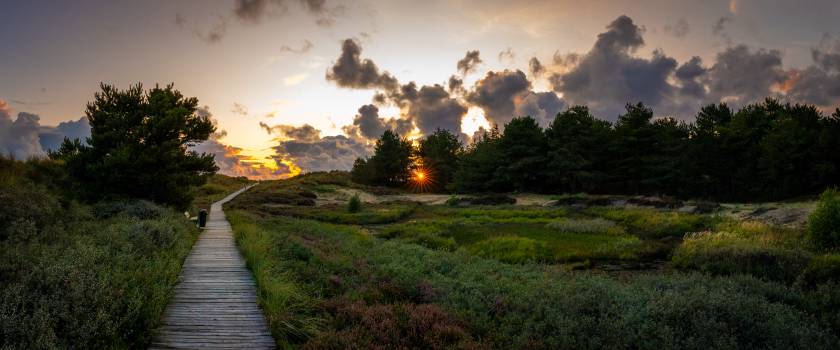 Wooden path through the dunes 