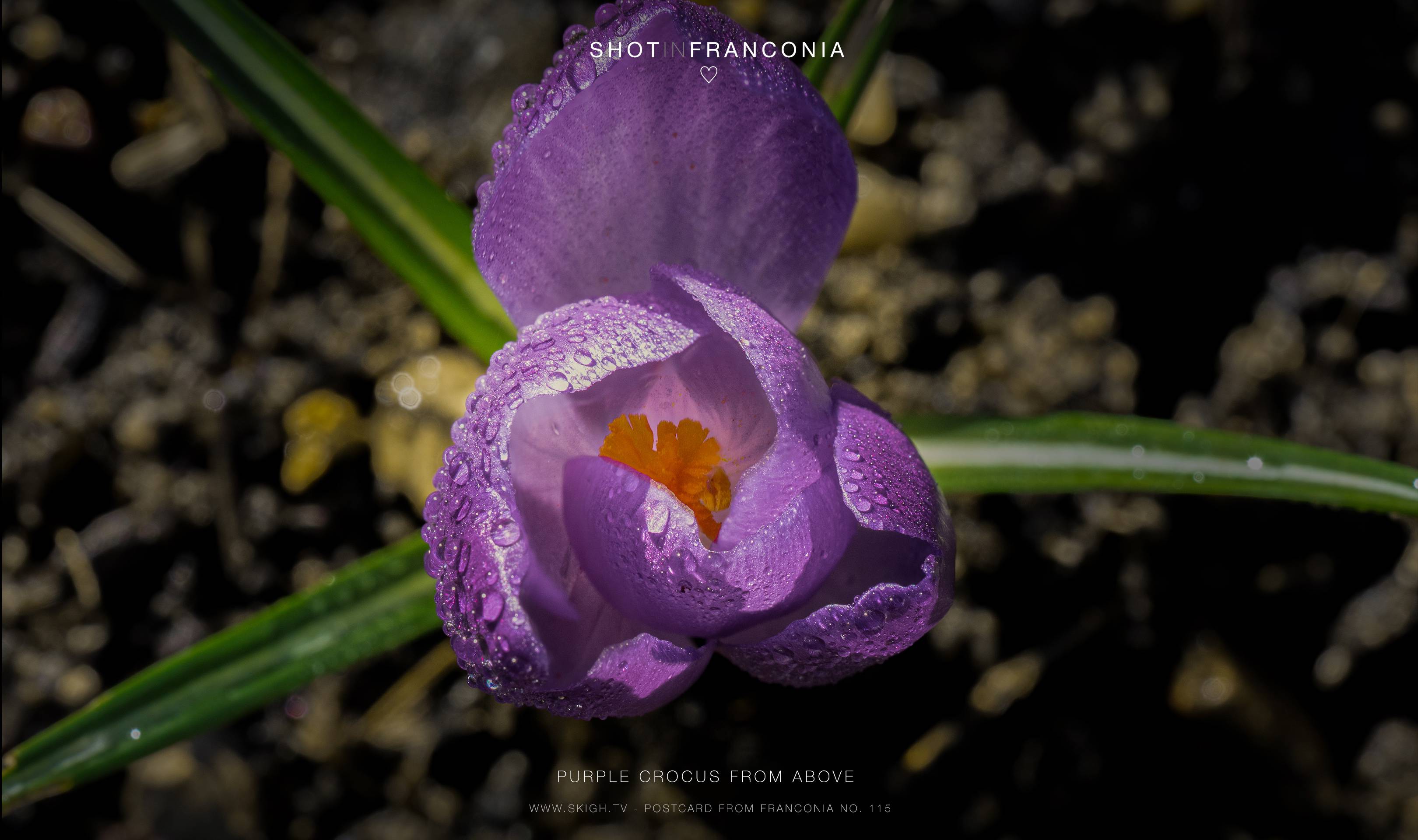 Purple Crocus from above