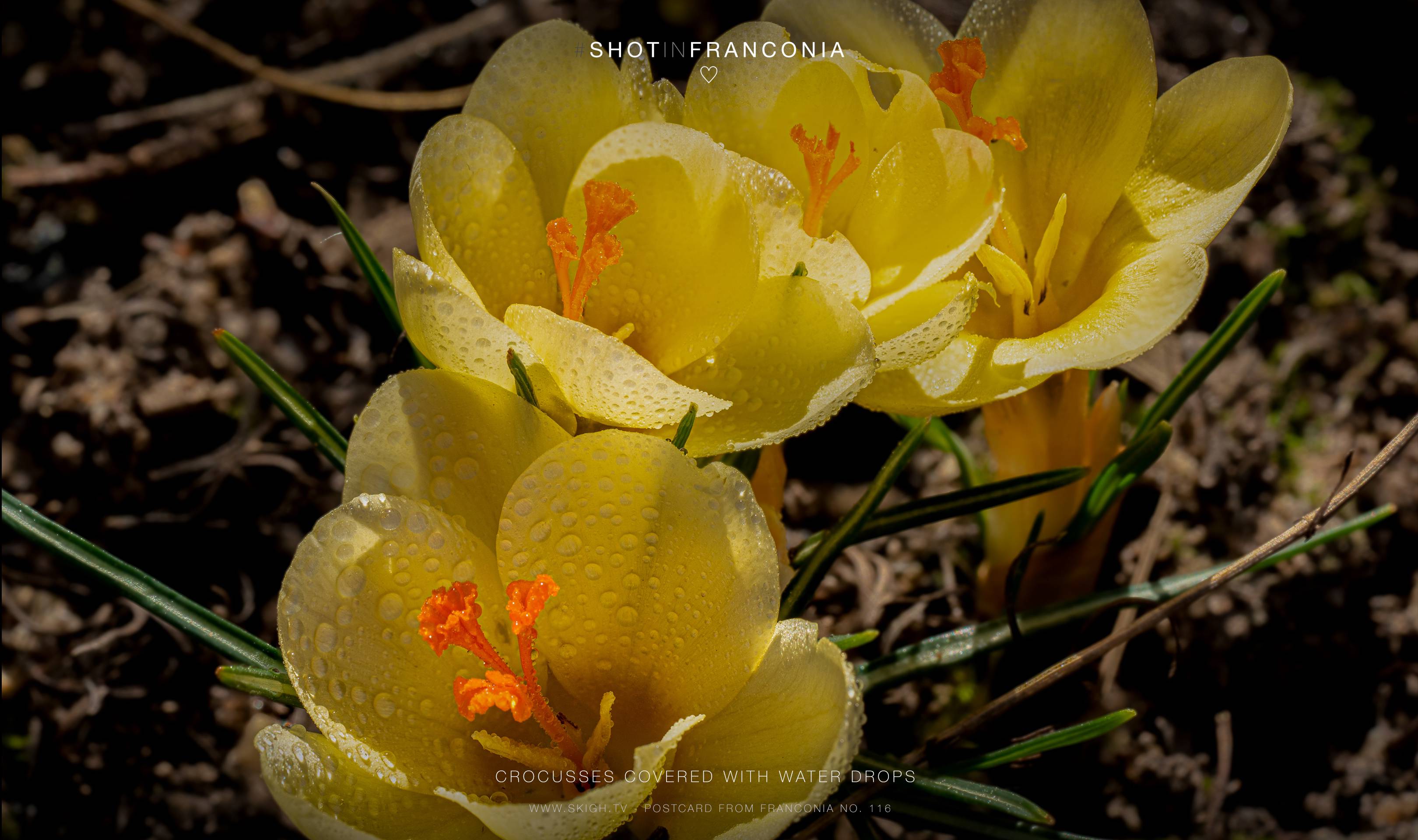 Crocusses covered with water drops | 1/100s * f11 * ISO 200 * 90mm - FE 90mm F2.8 Macro G OSS - Sony α7R III Crocusses covered with water drops