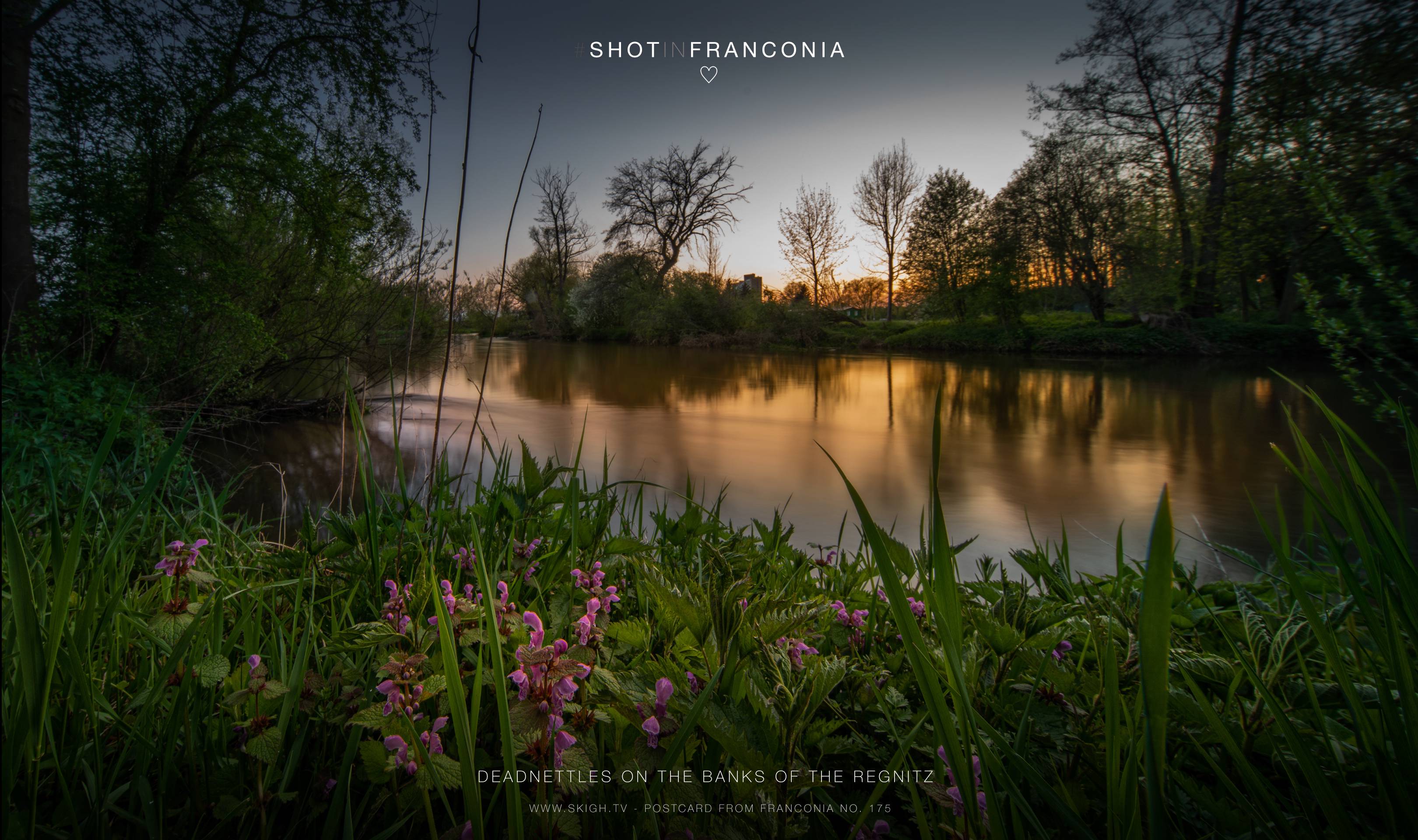 Deadnettles on the banks of the Regnitz | 3s * -- * ISO 50 * -- - Laowa 10-18mm F4.5-5.6 FE - Sony α7R III Deadnettles on the banks of the Regnitz