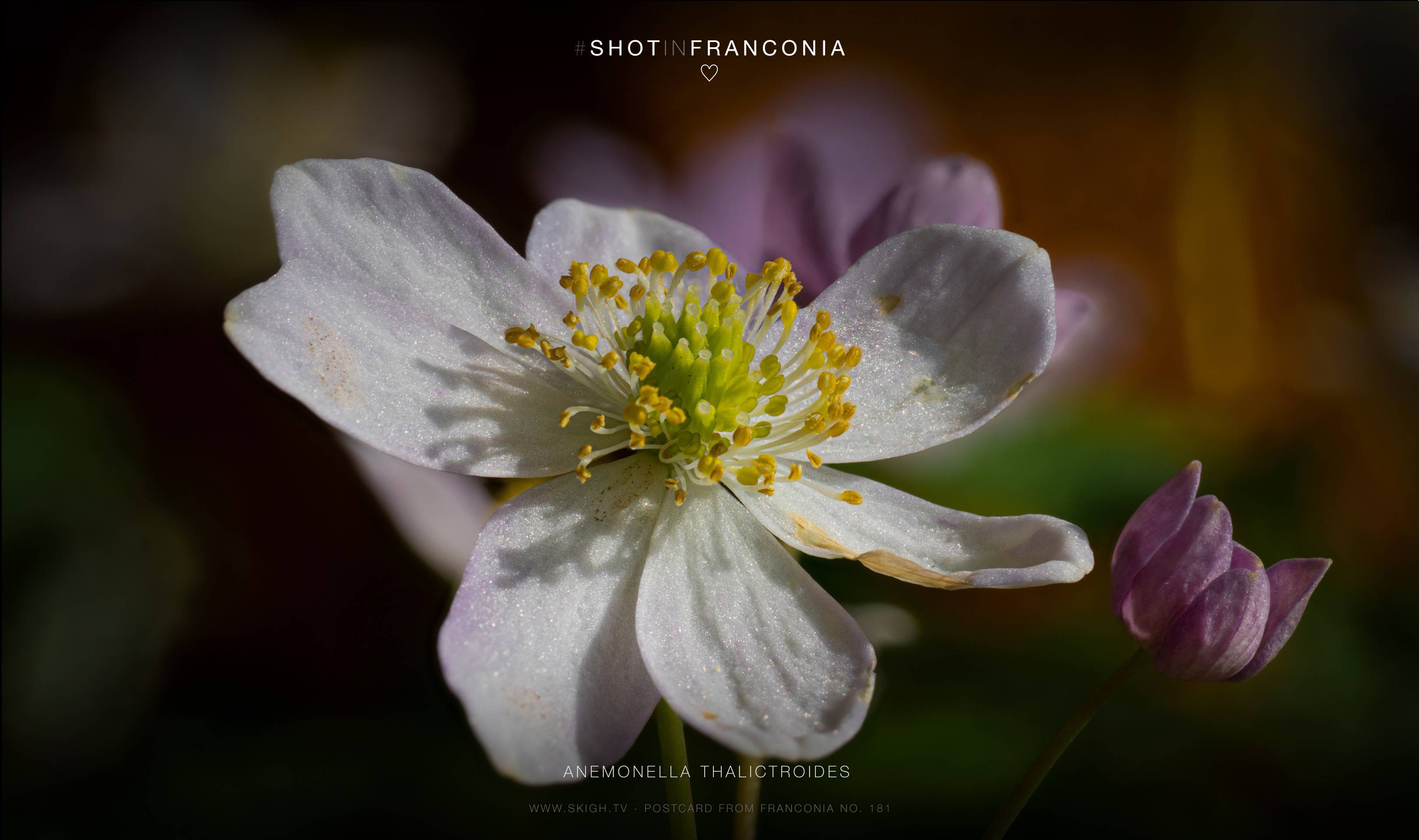 Anemonella thalictroides