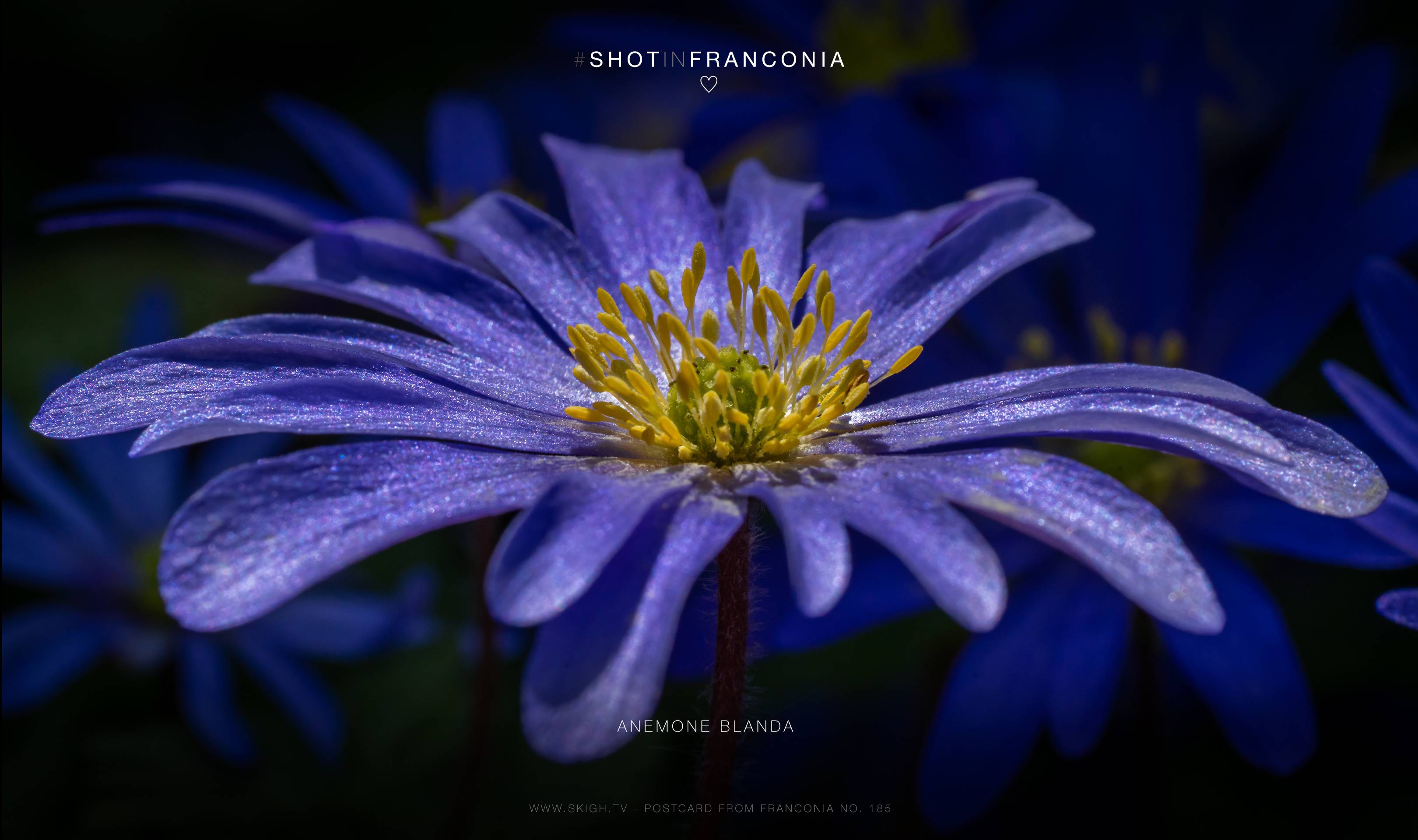 Balkan anemone - Anemone blanda | 1/500s * f16 * ISO 2000 * 90mm - FE 90mm F2.8 Macro G OSS - Sony α7R III Balkan anemone - Anemone blanda
