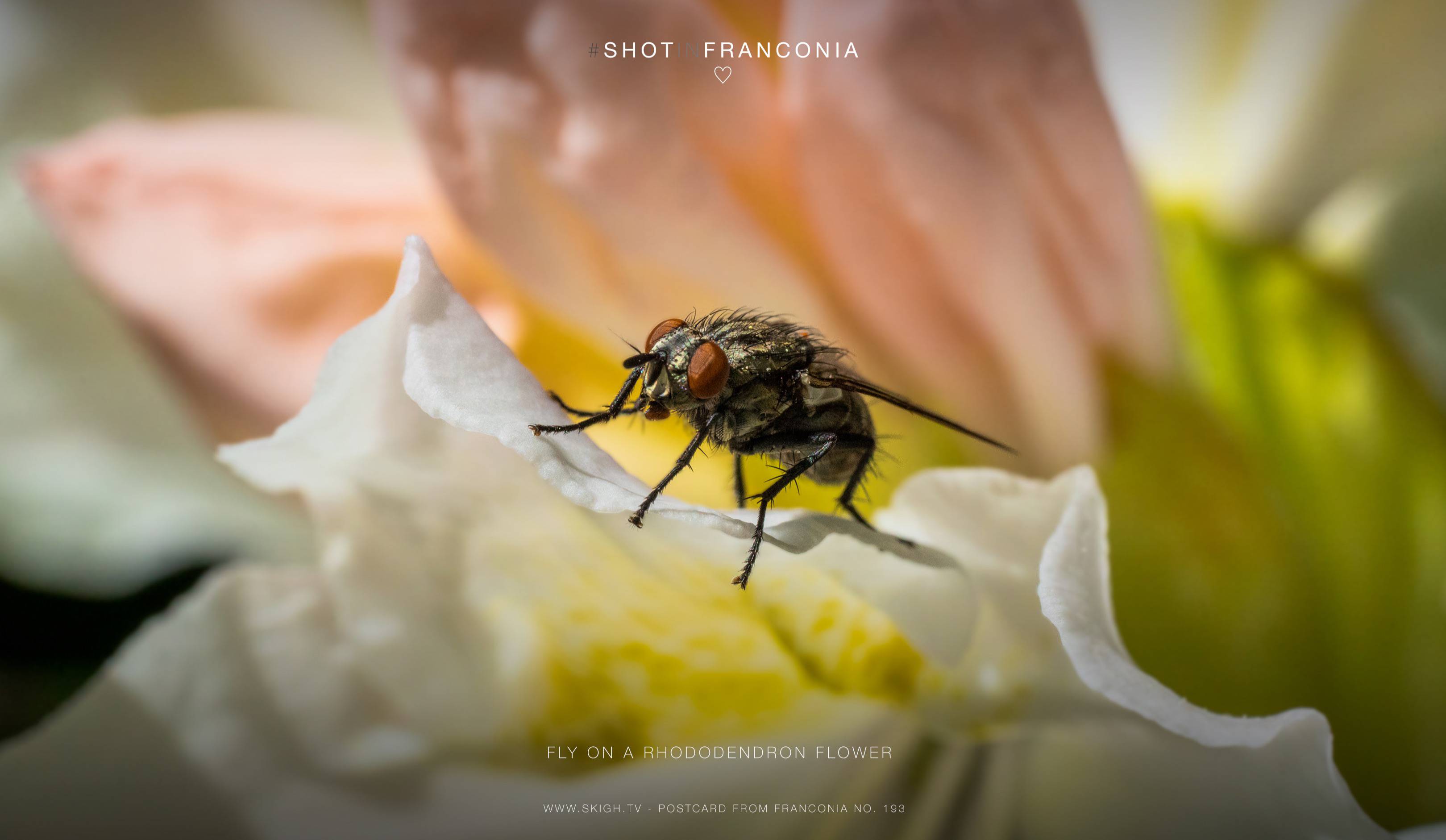 Fly on a rhododendron flower | 1/2000s * f13 * ISO 3200 * 90mm - FE 90mm F2.8 Macro G OSS - Sony α7R III Fly on a rhododendron flower