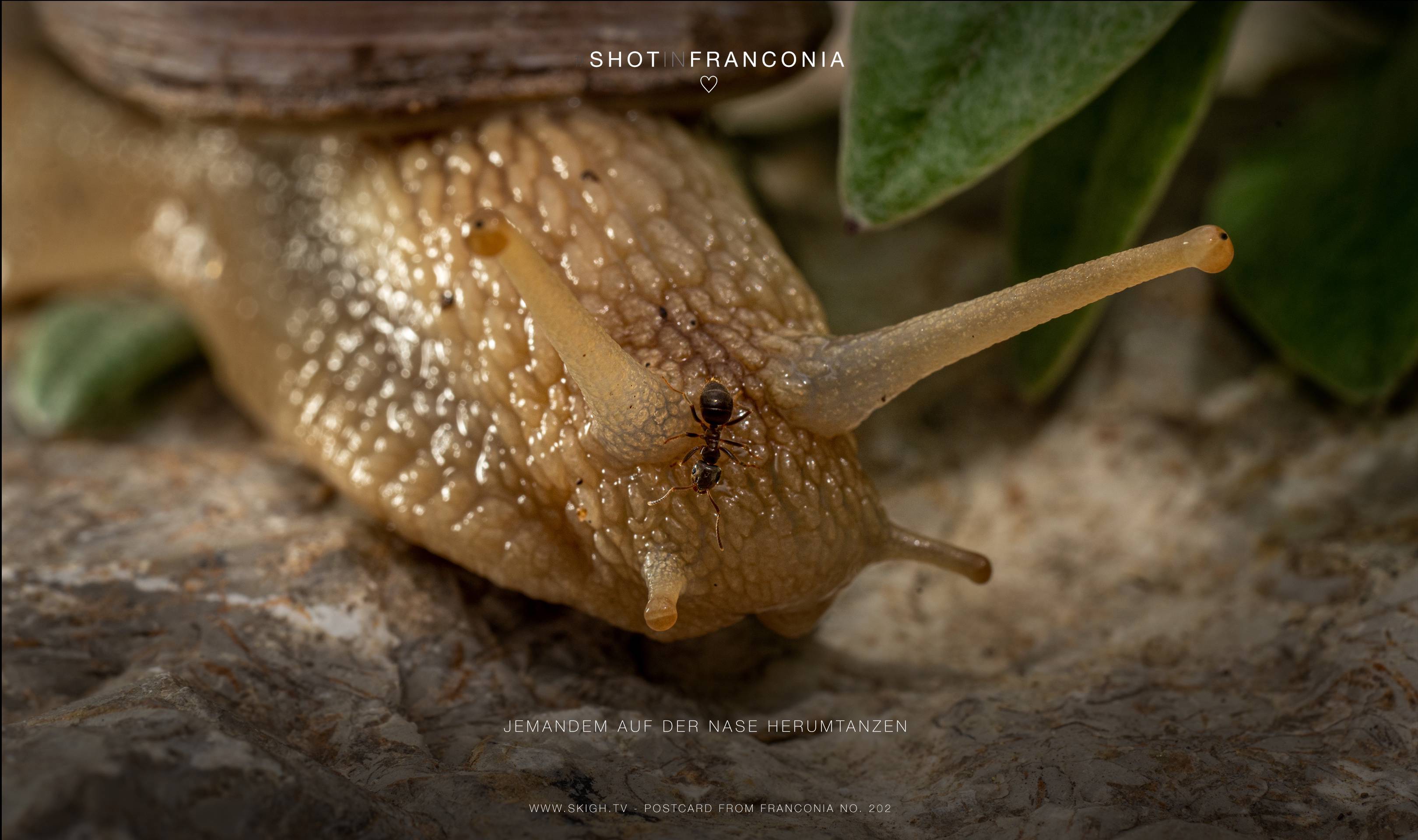 Jemandem auf der Nase herumtanzen | 1/250s * f13 * ISO 500 * 90mm - FE 90mm F2.8 Macro G OSS - Sony α7R III Jemandem auf der Nase herumtanzen