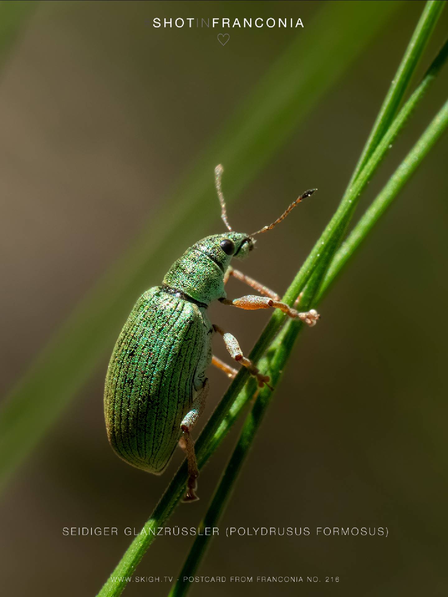 Seidiger Glanzrüssler (Polydrusus formosus) | 1/250s * f14 * ISO 4000 * 90mm - FE 90mm F2.8 Macro G OSS - Sony α7R III Seidiger Glanzrüssler (Polydrusus formosus)