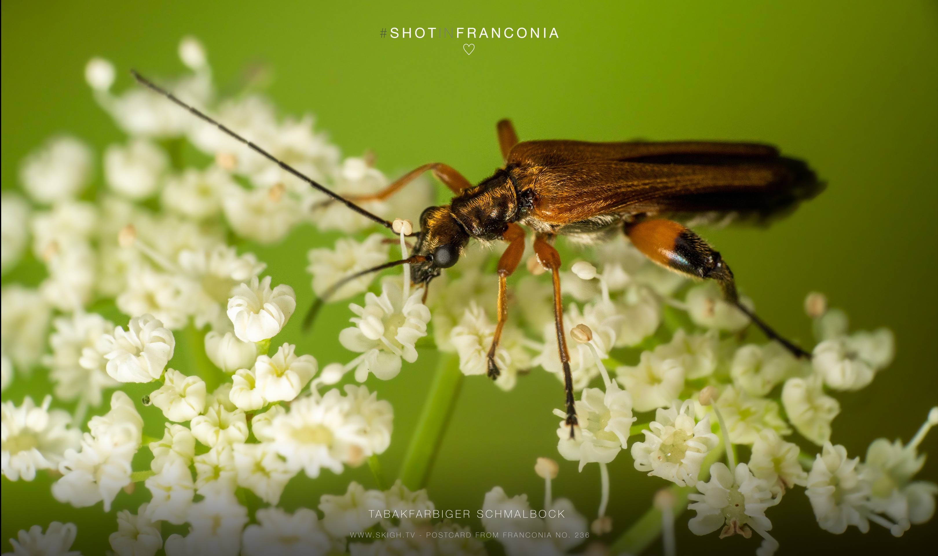 Tabakfarbiger Schmalbock