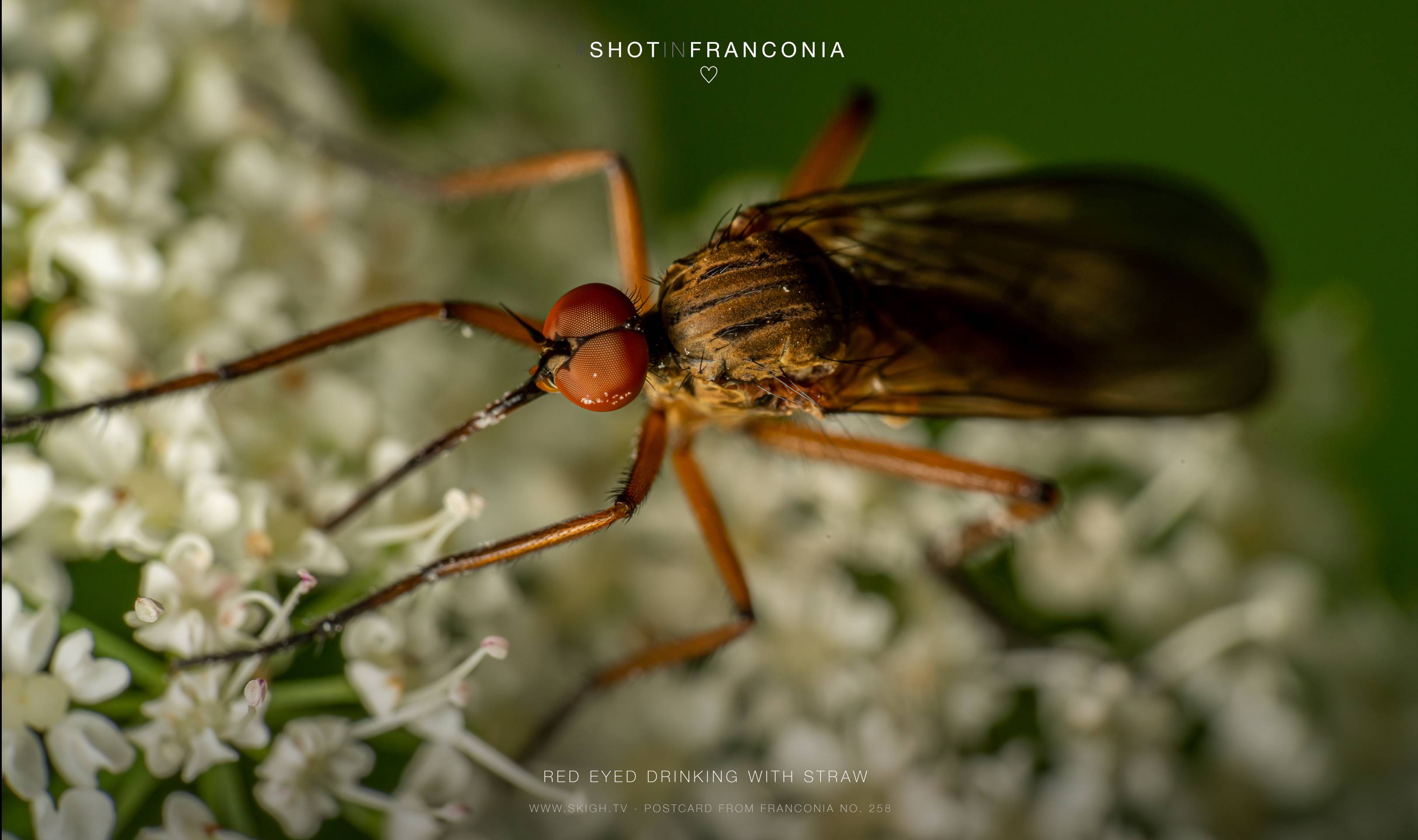 Red eyed drinking with straw | 1/200s * f14 * ISO 200 * 90mm - FE 90mm F2.8 Macro G OSS - Sony α7R III Red eyed drinking with straw