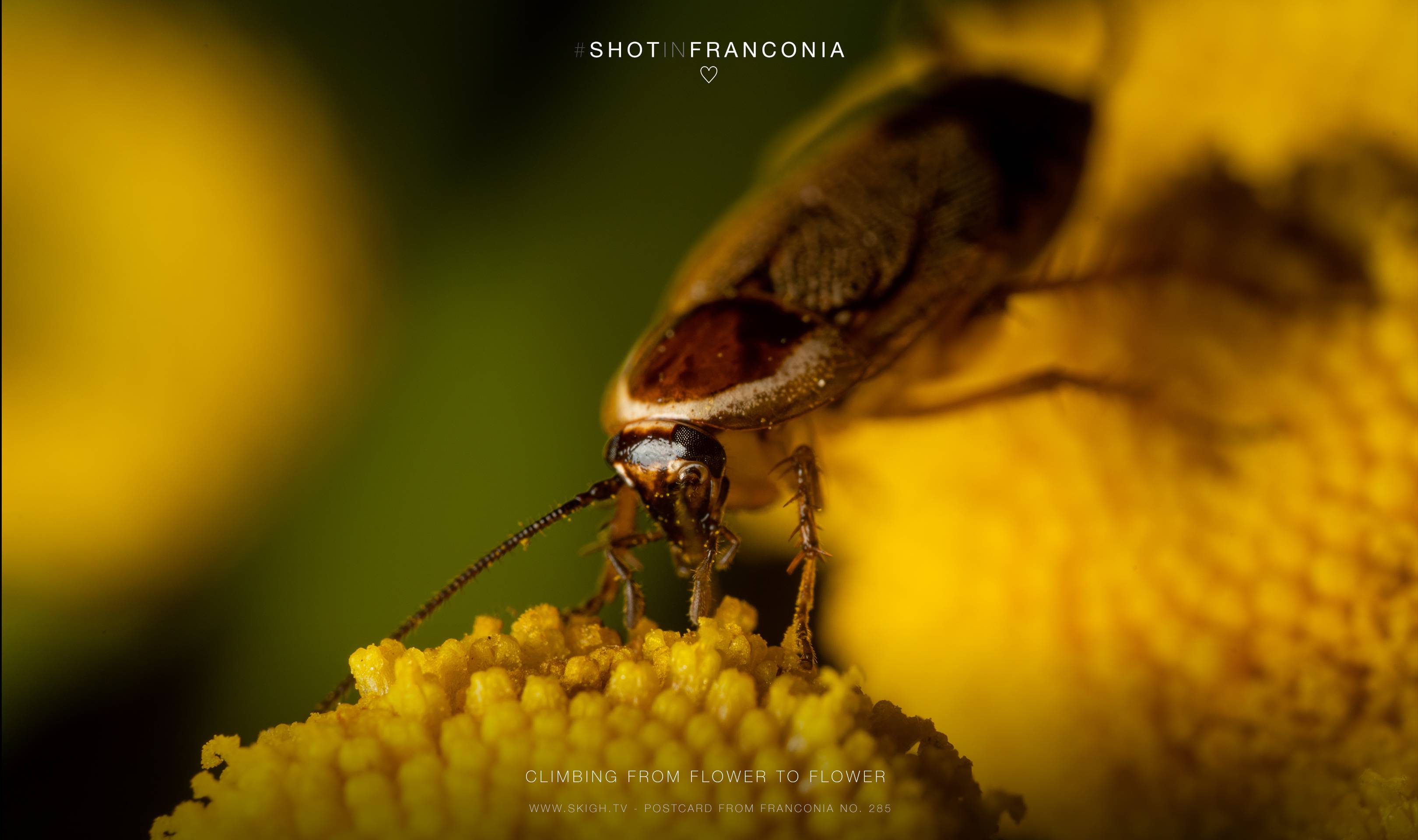 Climbing from flower to flower | 1/200s * f13 * ISO 100 * 90mm - FE 90mm F2.8 Macro G OSS - Sony α7R III Climbing from flower to flower