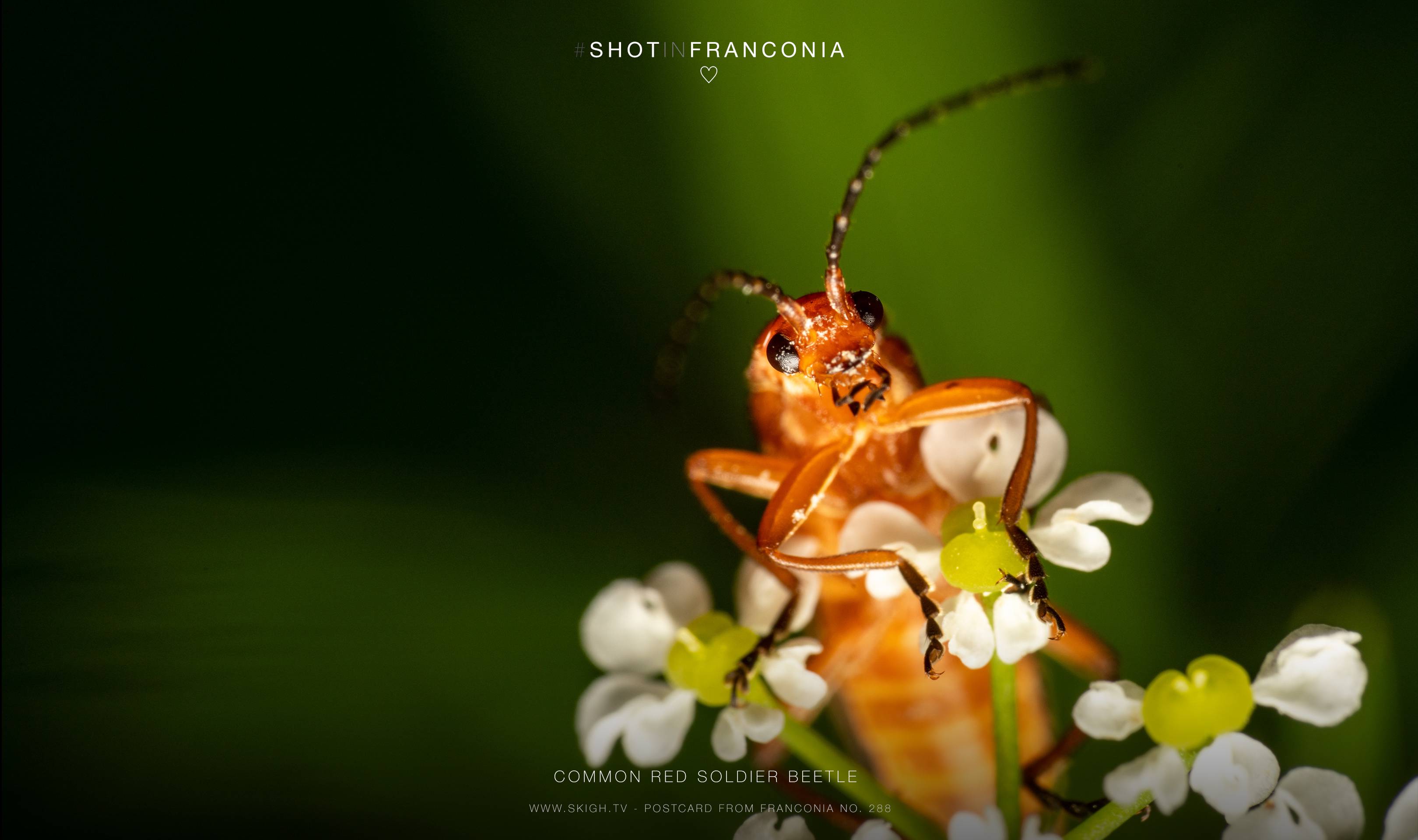 Common red soldier beetle