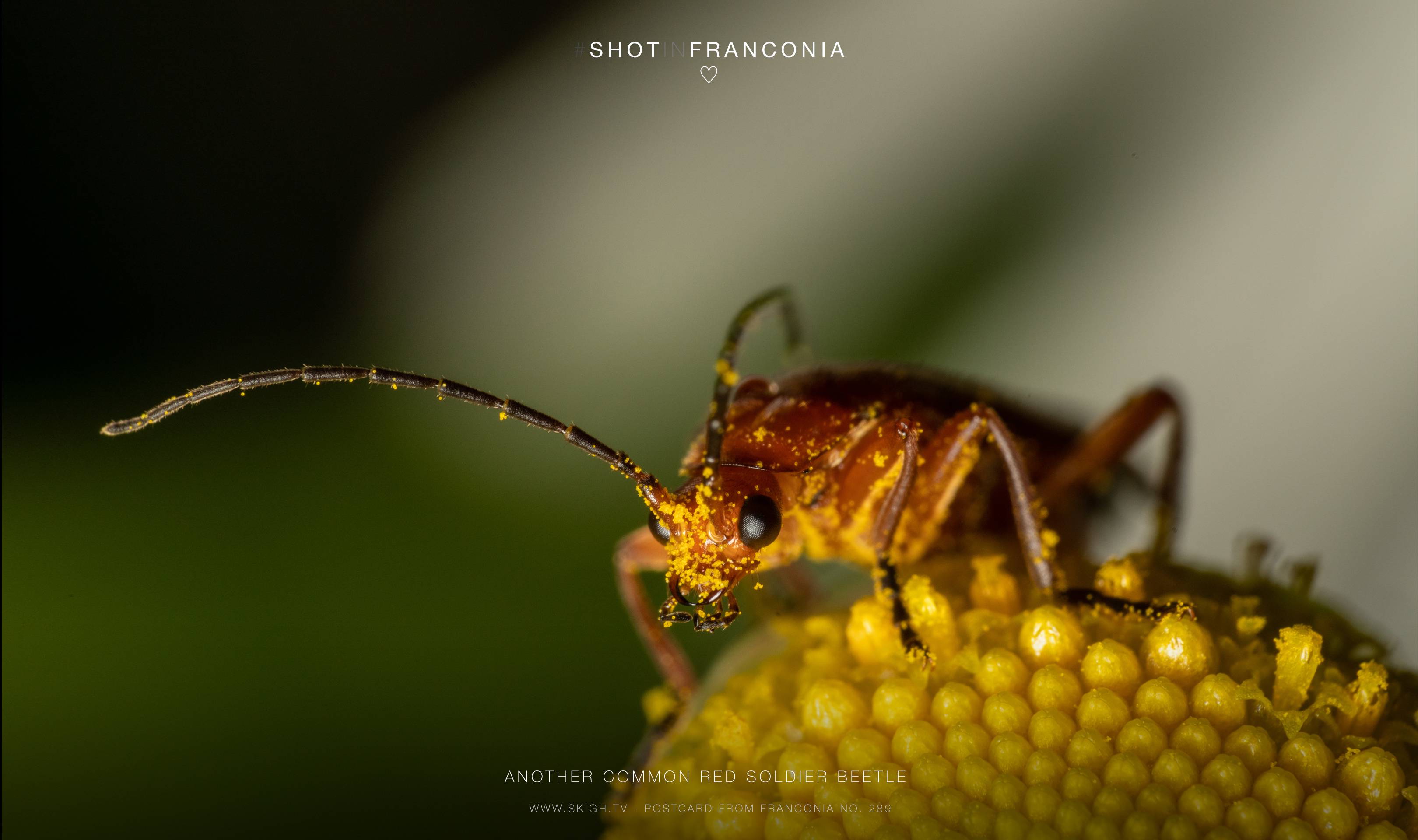 Another common red soldier beetle | 1/200s * f14 * ISO 160 * 90mm - FE 90mm F2.8 Macro G OSS - Sony α7R III Another common red soldier beetle