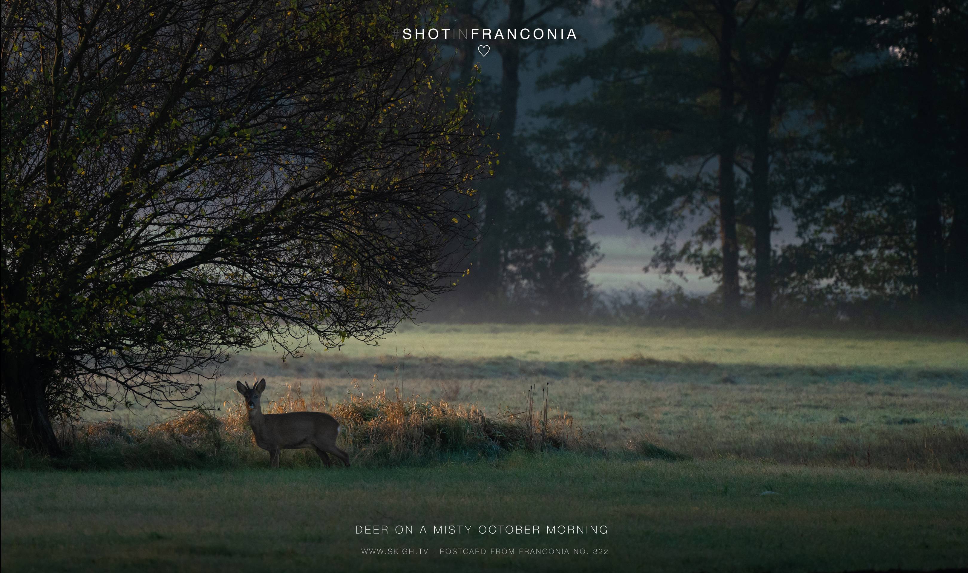 Deer on a misty October morning | 1/500s * f5.6 * ISO 1600 * 300mm - FE 70-300mm F4.5-5.6 G OSS - Sony α7R III Deer on a misty October morning