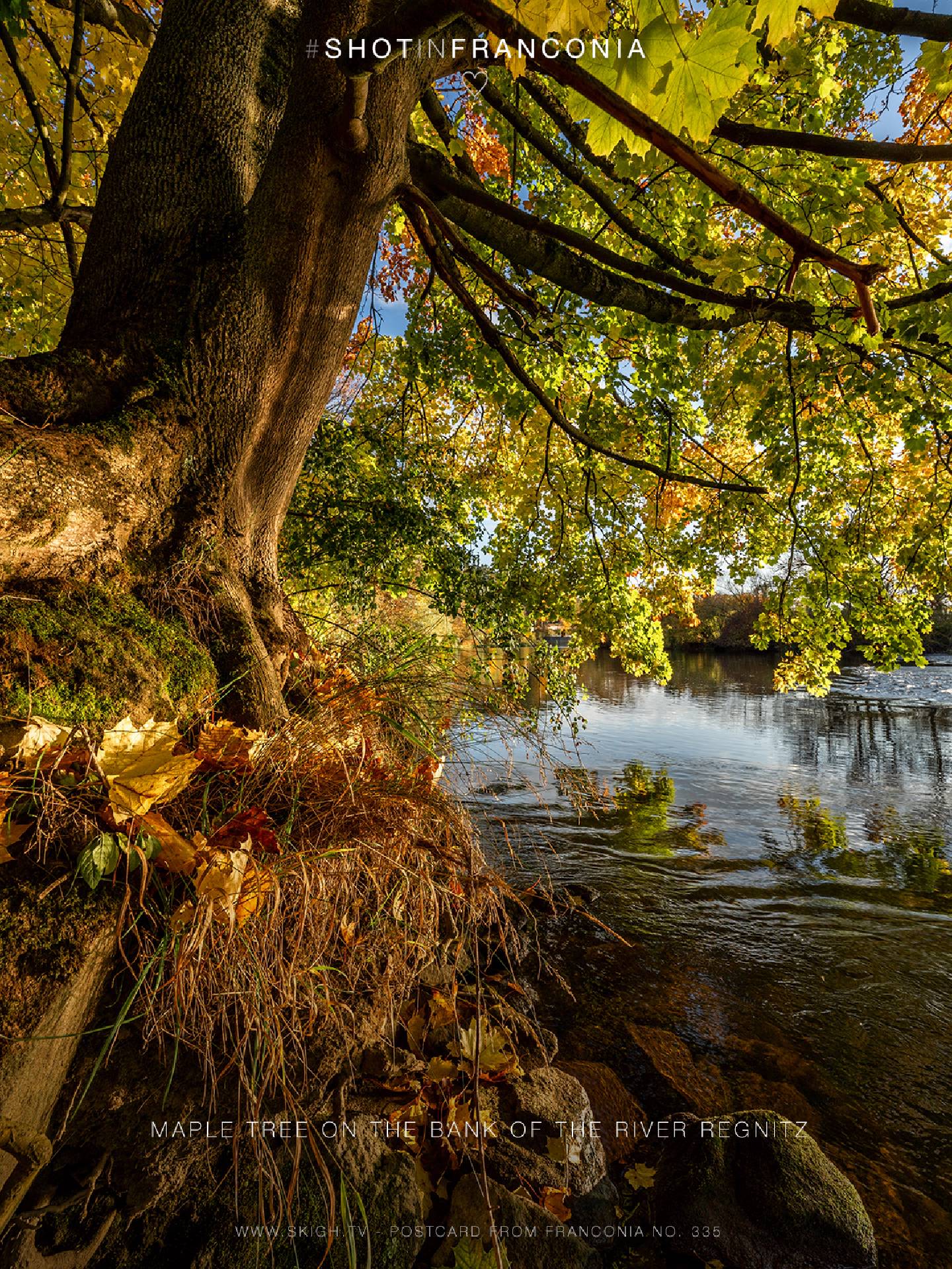 Maple tree on the bank of the river Regnitz | 1/60s * f11 * ISO 200 * 14mm - 14-24mm F2.8 DG DN | Art 019 - Sony α7 III Maple tree on the bank of the river Regnitz