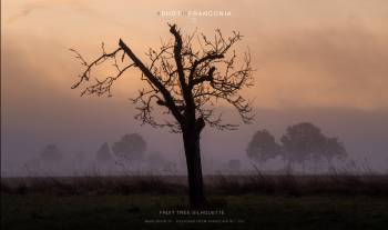 Fruit tree silhouette 