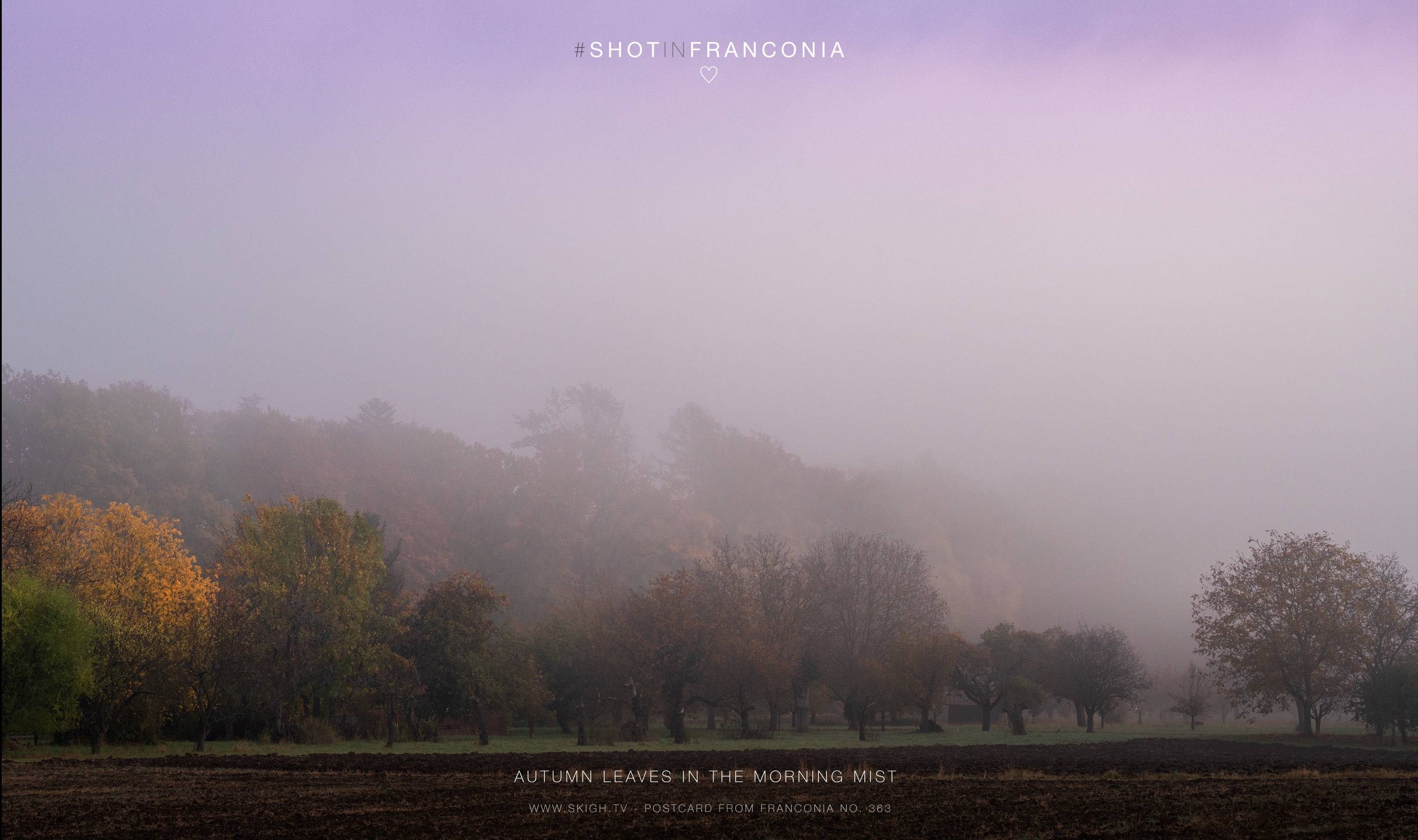 Autumn leaves in the morning mist | 1/60s * f8 * ISO 400 * 70mm - FE 70-300mm F4.5-5.6 G OSS - Sony α7R III Autumn leaves in the morning mist