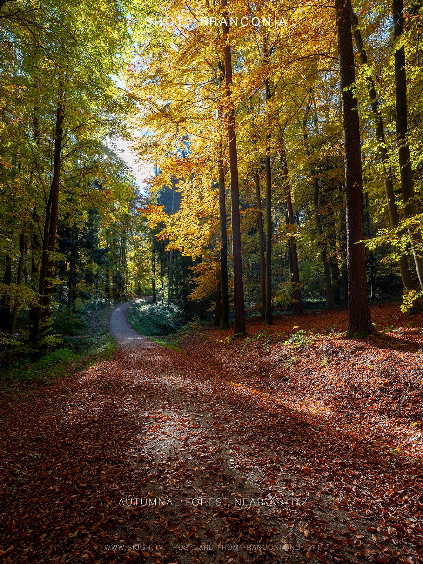 Autumnal forest near Adlitz | 1/30s * f11 * ISO 160 * 20mm - 14-24mm F2.8 DG DN | Art 019 - Sony α7 III Autumnal forest near Adlitz