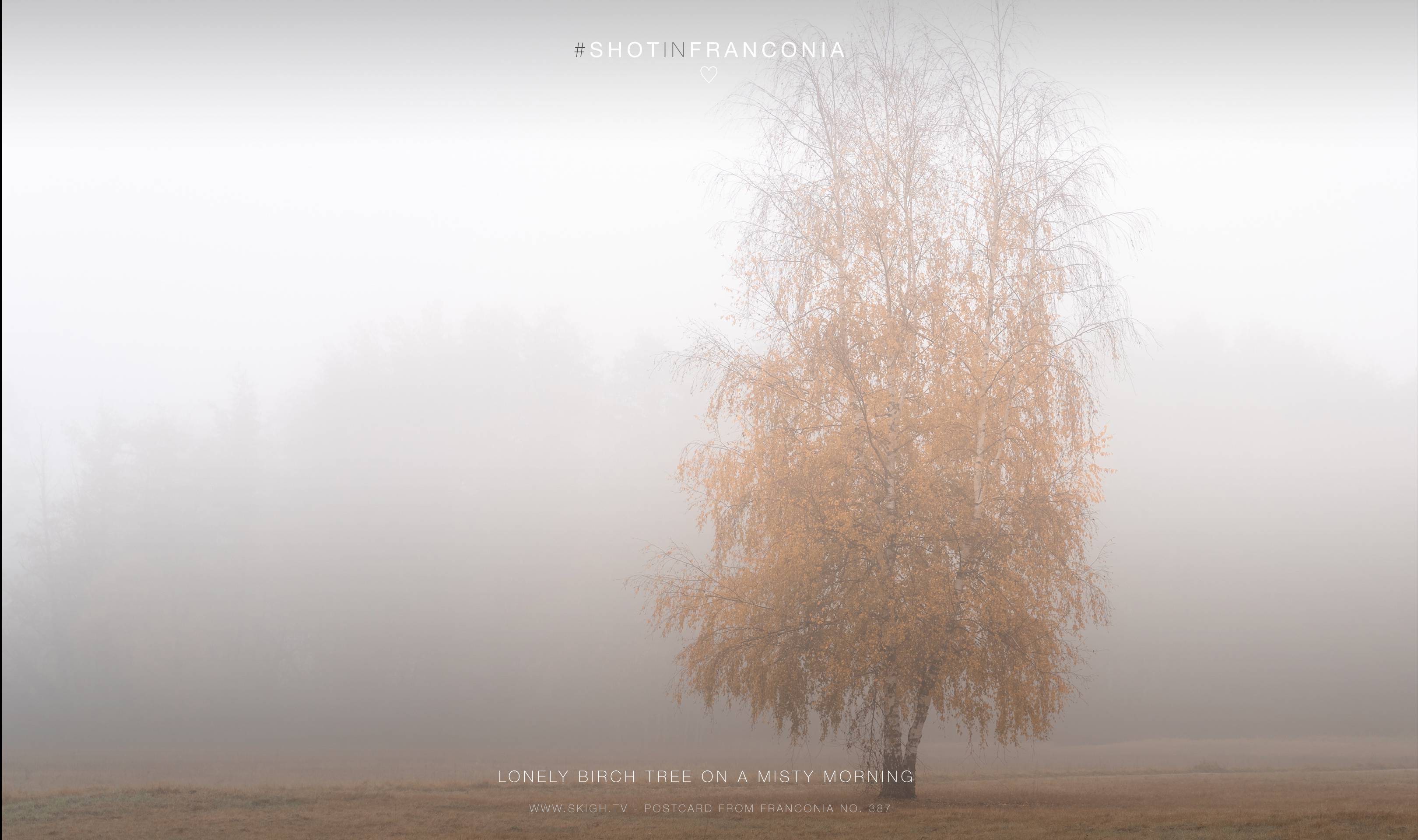 Lonely birch tree on a misty morning | 1/500s * f4 * ISO 100 * 61mm - FE 24-105mm F4 G OSS - Sony α7R III Lonely birch tree on a misty morning