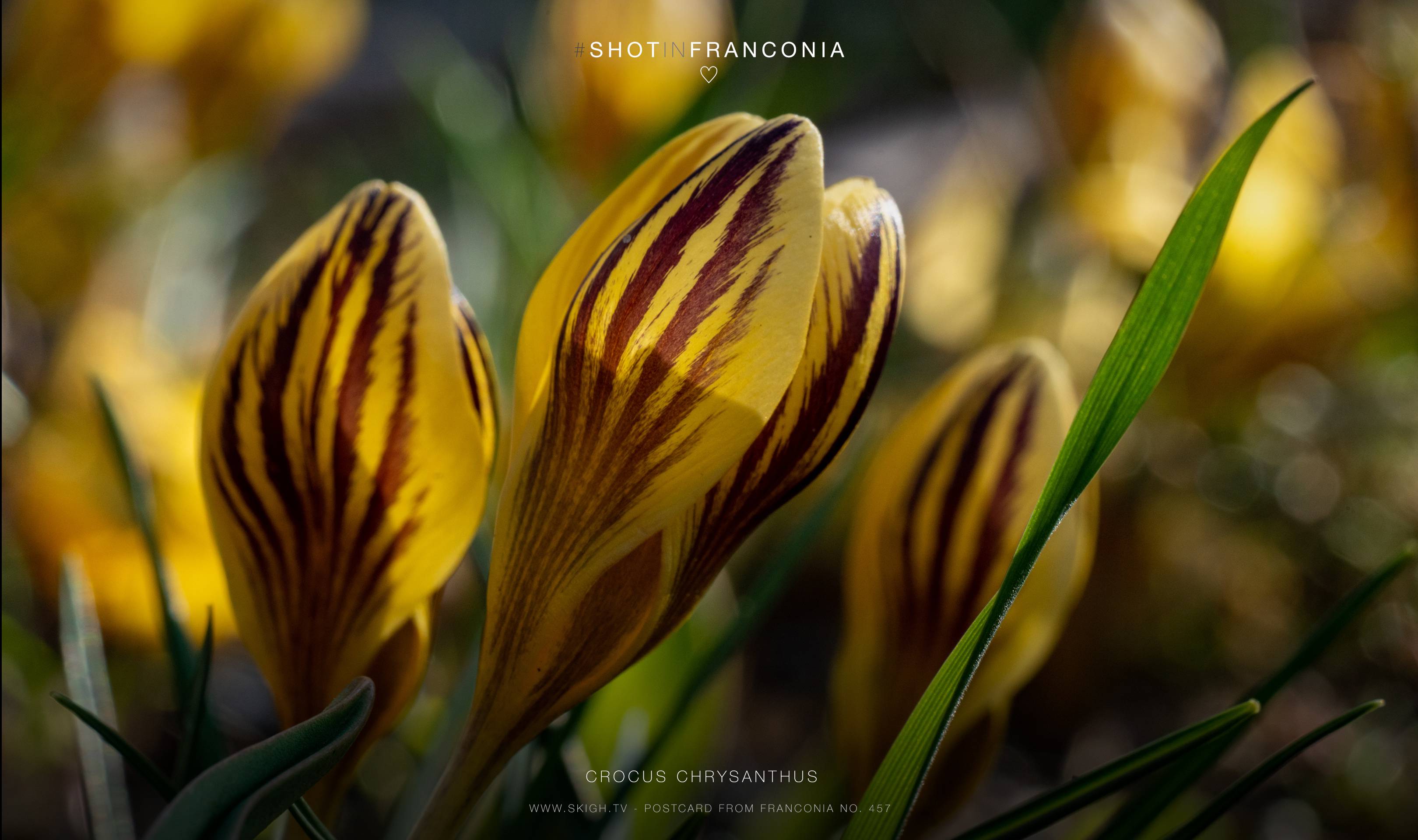 Crocus chrysanthus | 1/250s * f13 * ISO 800 * 90mm - FE 90mm F2.8 Macro G OSS - Sony α7R III Crocus chrysanthus