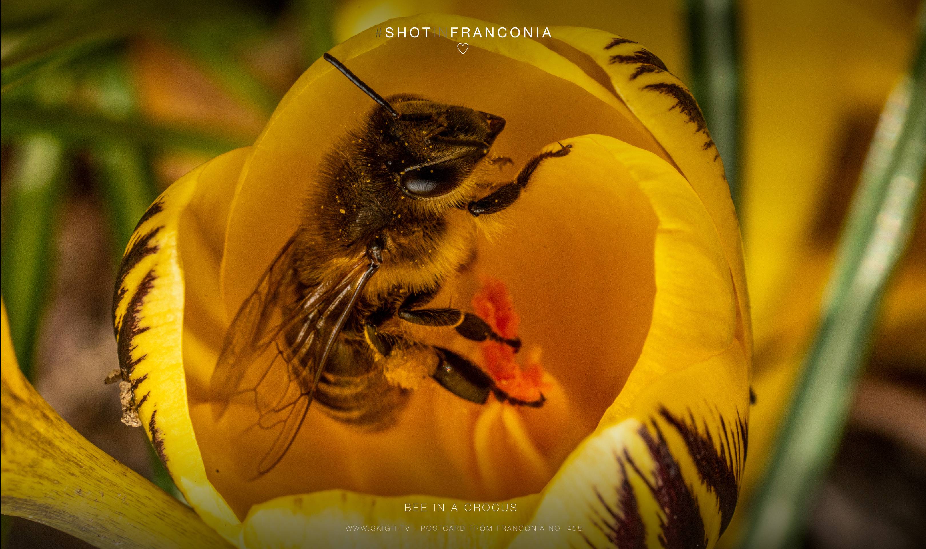 Bee in a crocus | 1/250s * f16 * ISO 500 * 90mm - FE 90mm F2.8 Macro G OSS - Sony α7R III Bee in a crocus