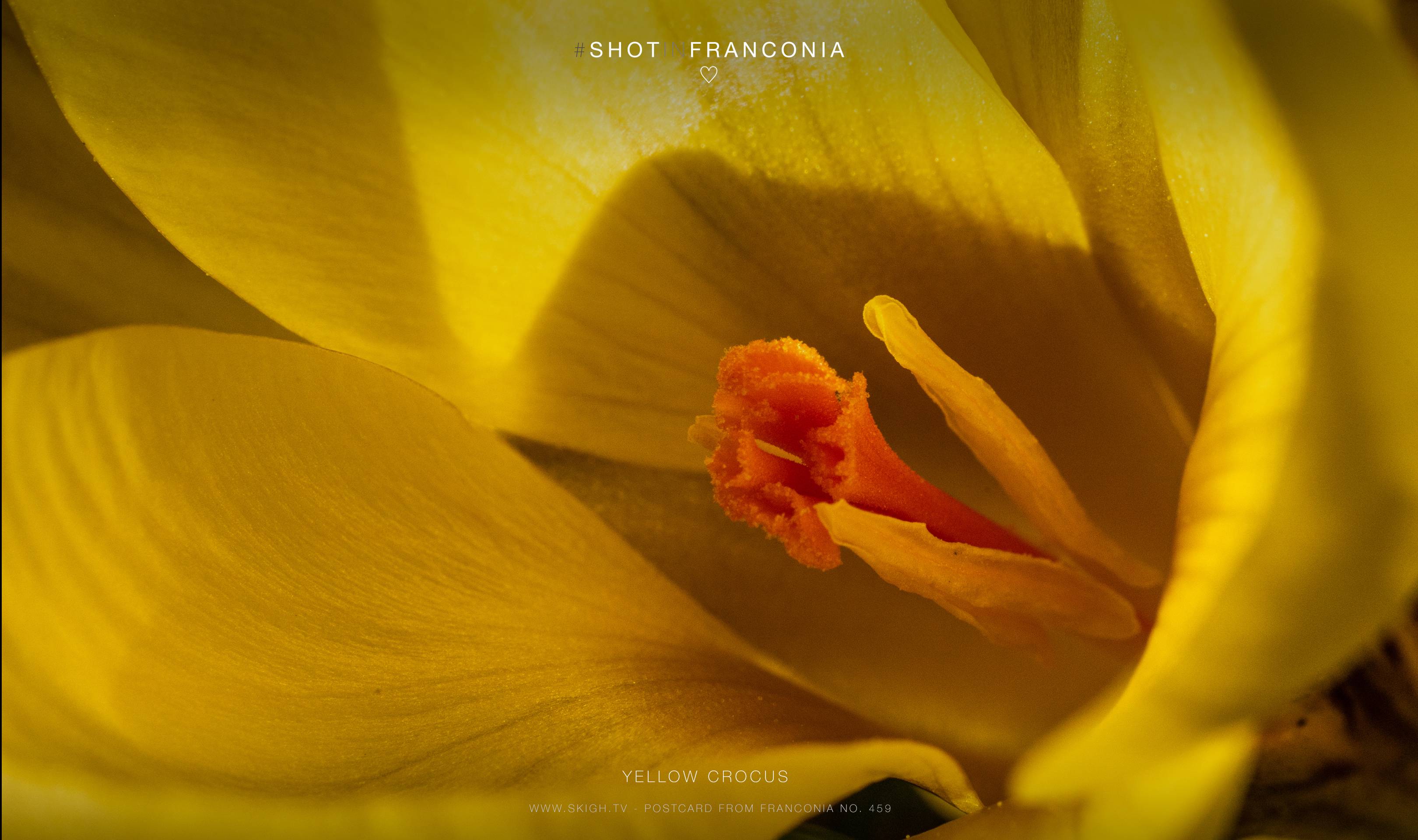 Yellow crocus | 1/500s * f13 * ISO 800 * 90mm - FE 90mm F2.8 Macro G OSS - Sony α7R III Yellow crocus