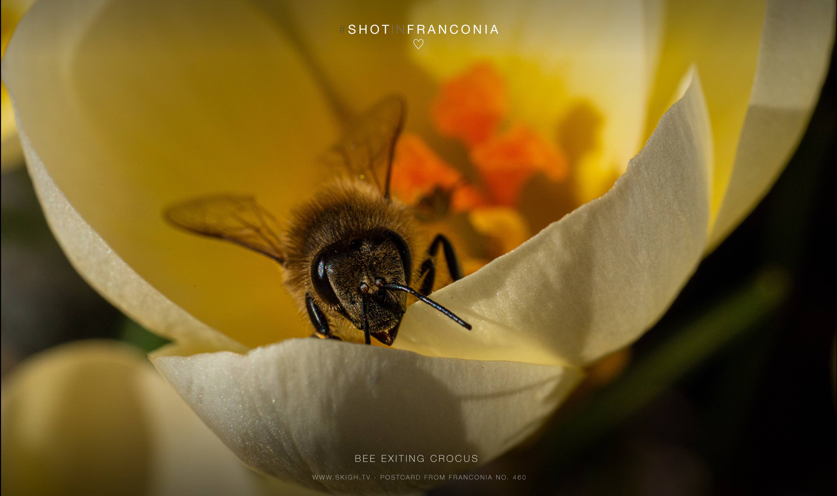 Bee exiting crocus | 1/500s * f13 * ISO 800 * 90mm - FE 90mm F2.8 Macro G OSS - Sony α7R III Bee exiting crocus