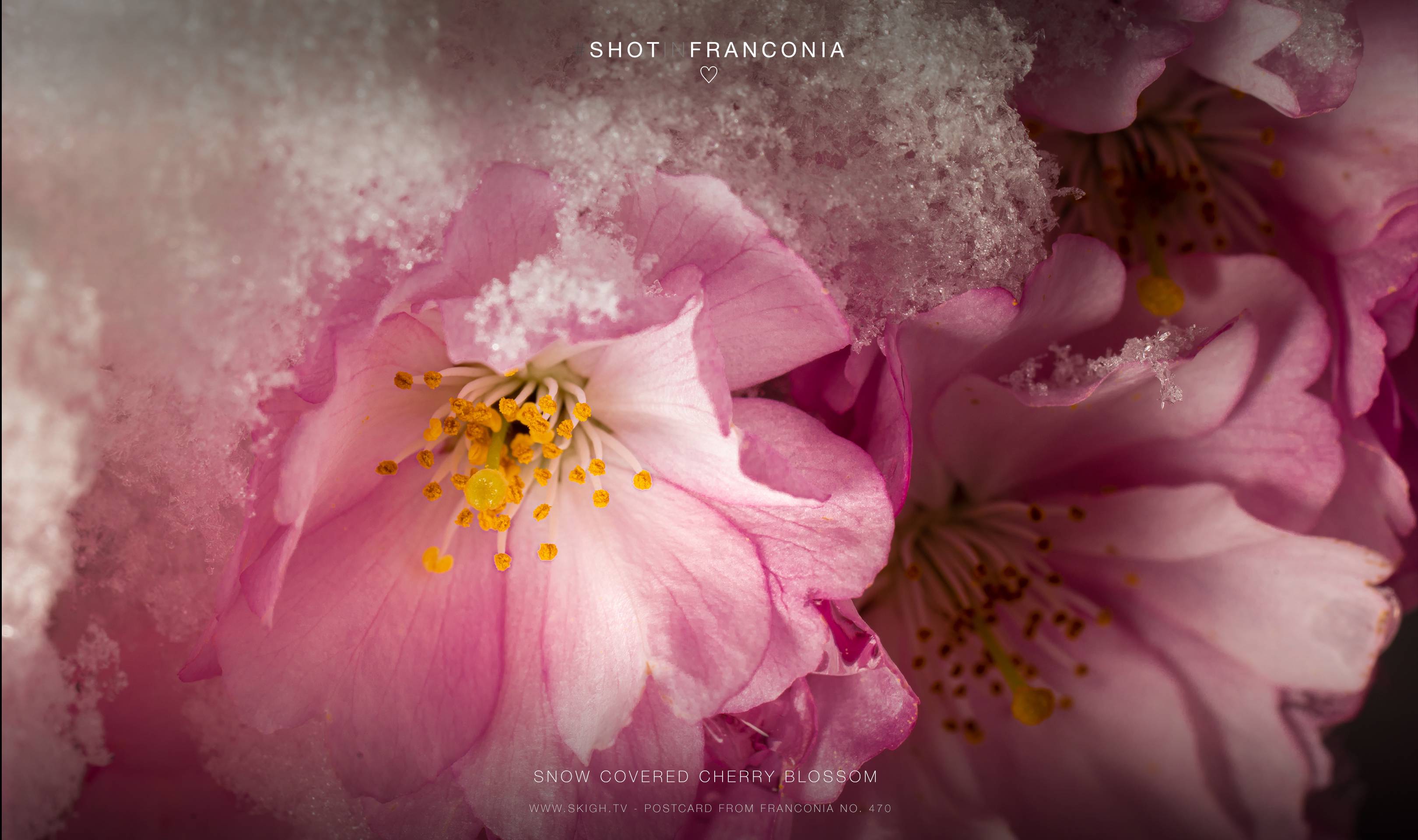 Snow covered cherry blossom | 1/250s * f13 * ISO 50 * 90mm - FE 90mm F2.8 Macro G OSS - Sony α7R III Snow covered cherry blossom