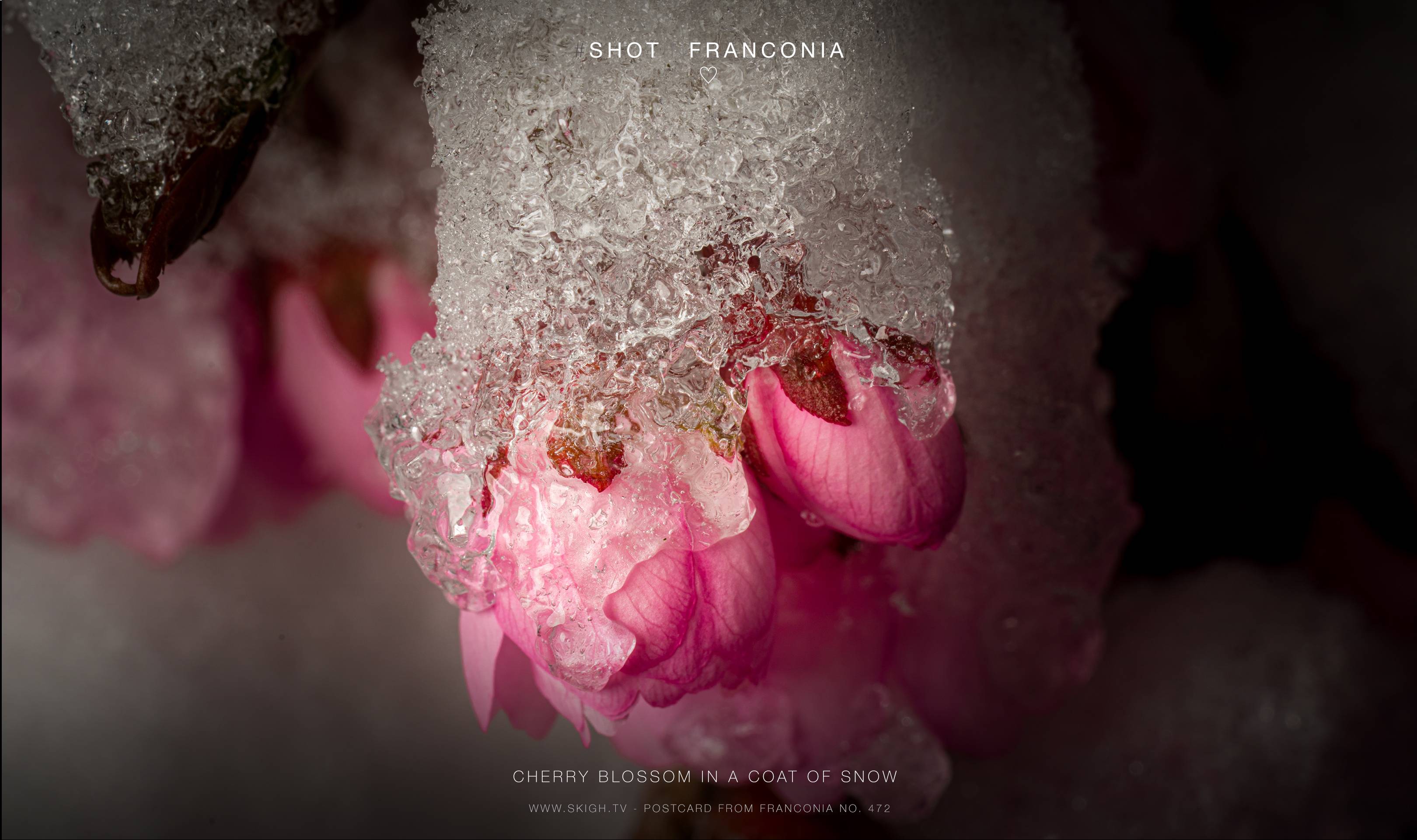 Cherry blossom in a coat of snow | 1/250s * f13 * ISO 50 * 90mm - FE 90mm F2.8 Macro G OSS - Sony α7R III Cherry blossom in a coat of snow