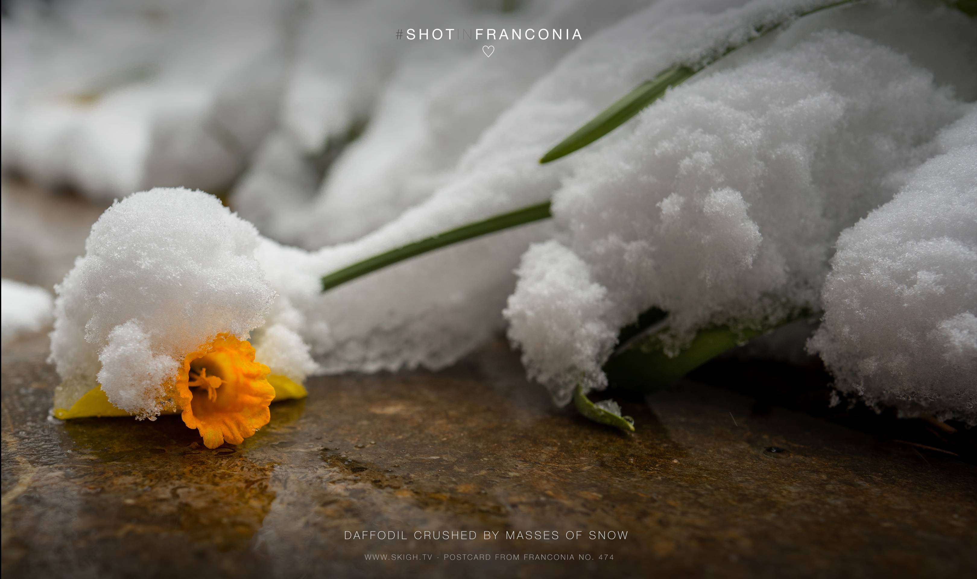 Daffodil crushed by masses of snow | 1/160s * f4 * ISO 100 * 24mm - FE 24mm F1.4 GM - Sony α7 IV Daffodil crushed by masses of snow