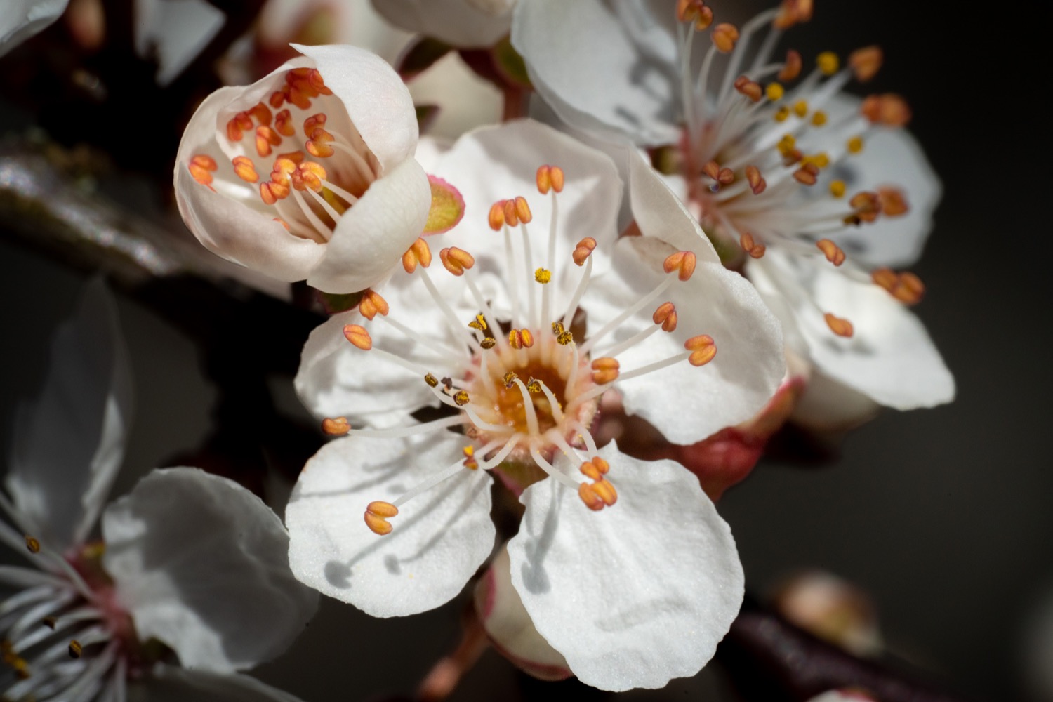 Blood plum blossom