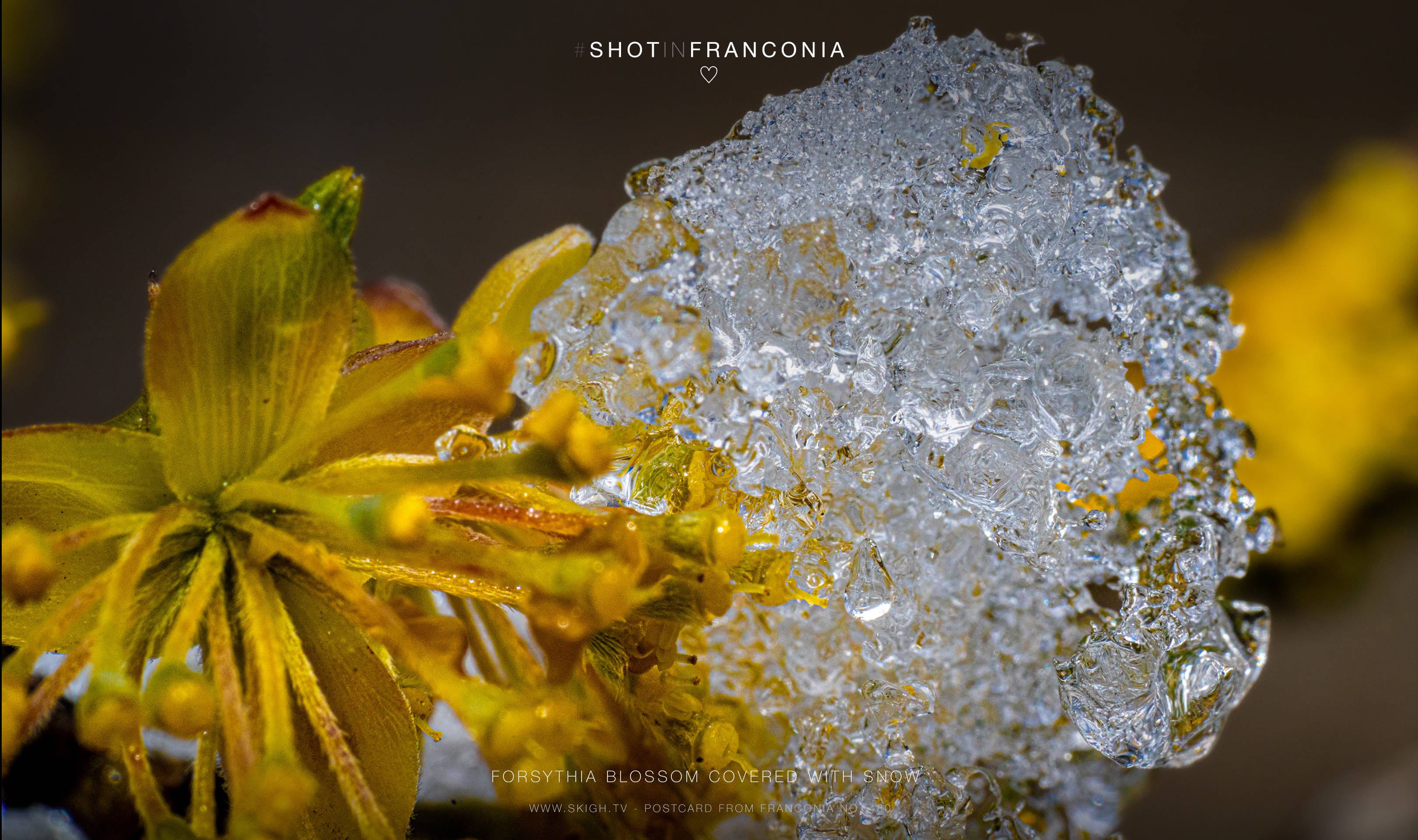Forsythia blossom covered with snow | 1/250s * f16 * ISO 1600 * 90mm - FE 90mm F2.8 Macro G OSS - Sony α7R III Forsythia blossom covered with snow