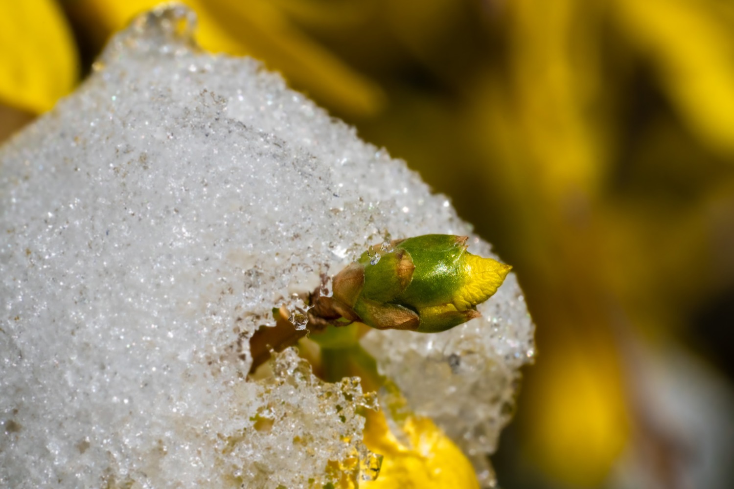 Forsythia blossom covered with snow | 1/250s * f16 * ISO 1600 * 90mm - FE 90mm F2.8 Macro G OSS - Sony α7R III Forsythia blossom covered with snow