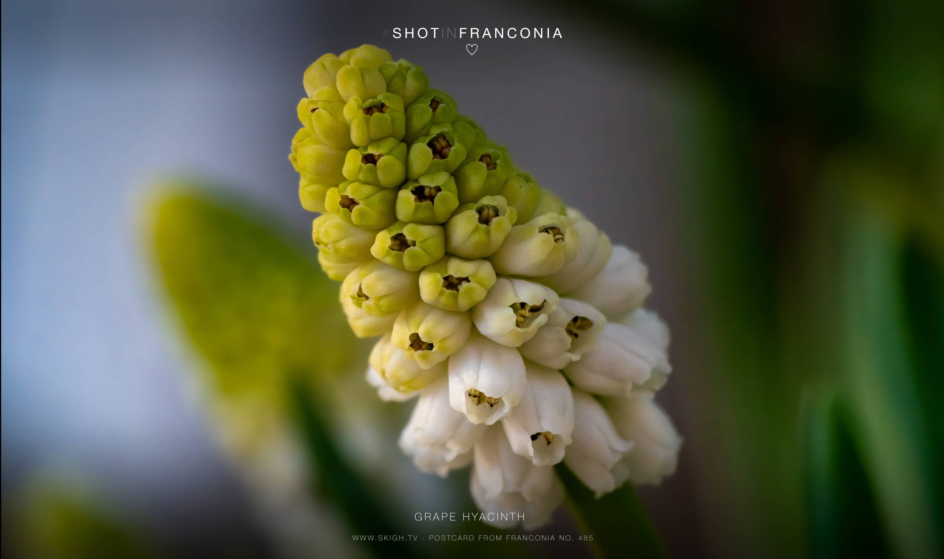 Grape hyacinth | 1/125s * f10 * ISO 6400 * 90mm - FE 90mm F2.8 Macro G OSS - Sony α7R III Grape hyacinth