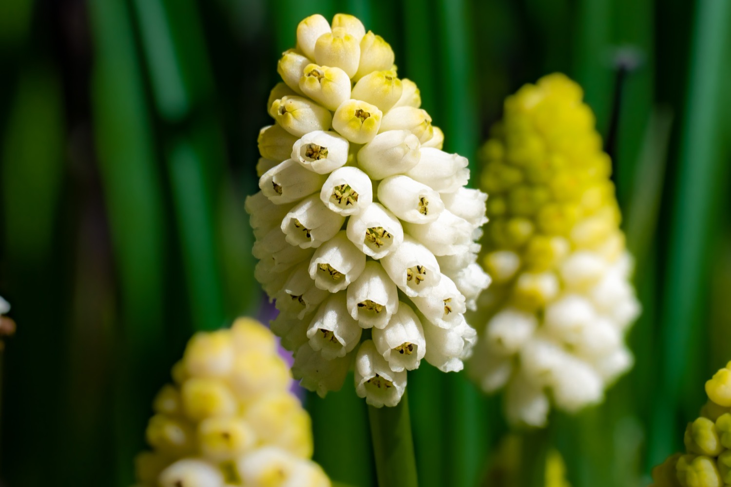 Grape hyacinth | 1/125s * f10 * ISO 6400 * 90mm - FE 90mm F2.8 Macro G OSS - Sony α7R III Grape hyacinth