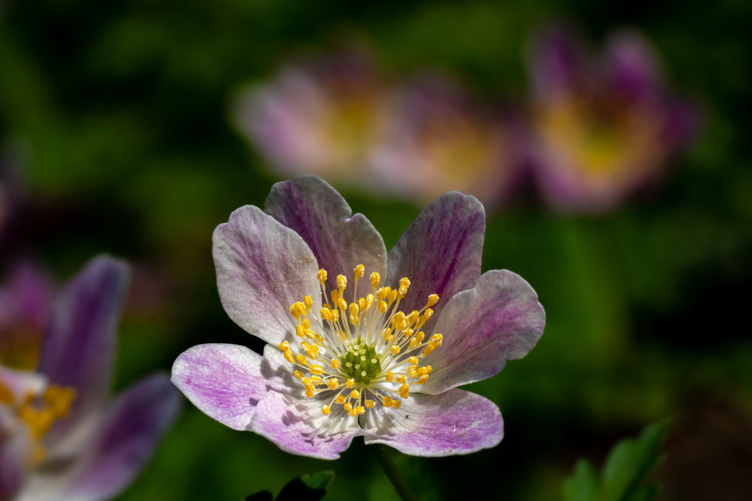 White and yellow wood anemones | 1/250s * f16 * ISO 1000 * 90mm - FE 90mm F2.8 Macro G OSS - Sony α7 IV White and yellow wood anemones