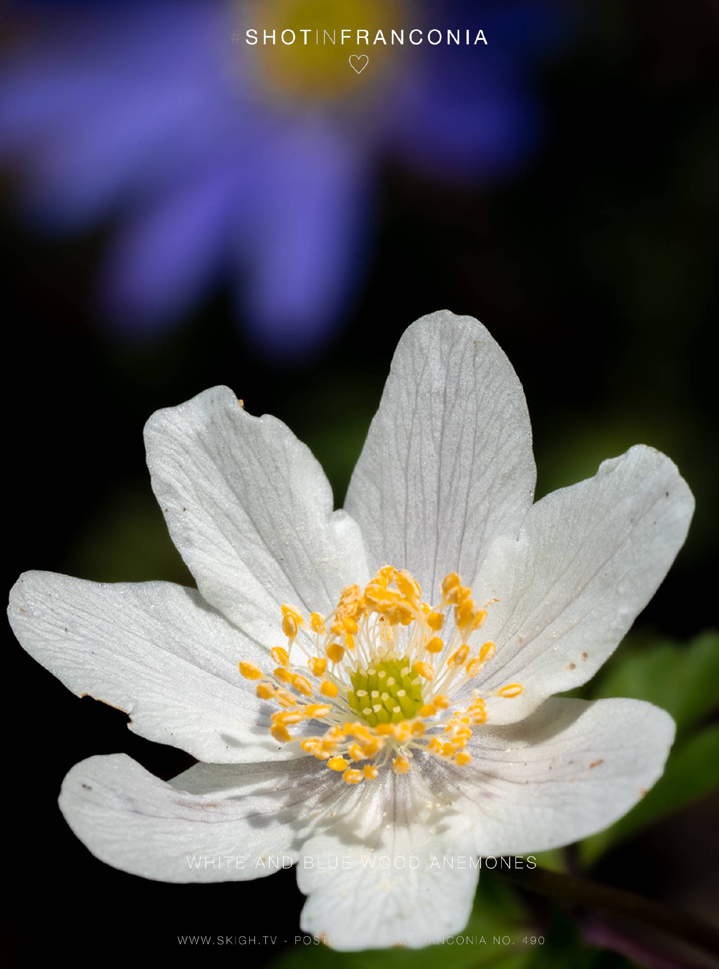 White and blue wood anemones | 1/160s * f16 * ISO 400 * 90mm - FE 90mm F2.8 Macro G OSS - Sony α7 IV White and blue wood anemones