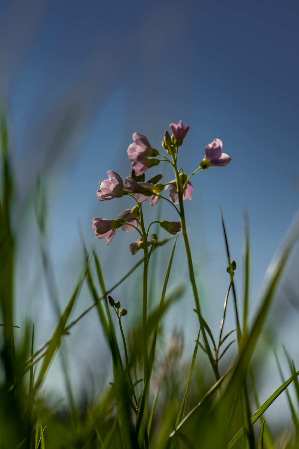 Cuckoo flower