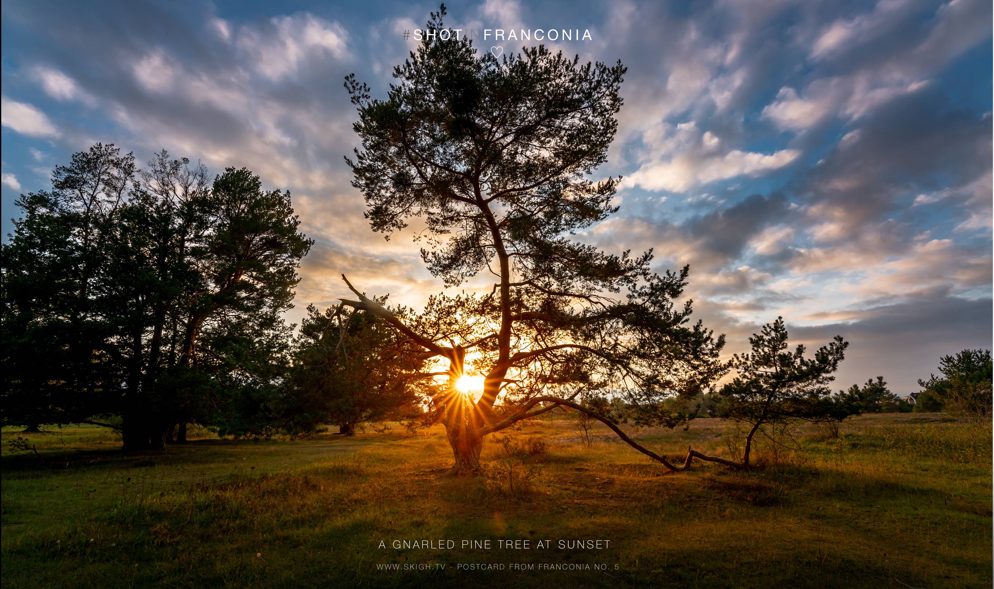 A gnarled pine tree at sunset | 1/60s * f13 * ISO 250 * 14mm - 14-24mm F2.8 DG DN | Art 019 - Sony α7R II A gnarled pine tree at sunset