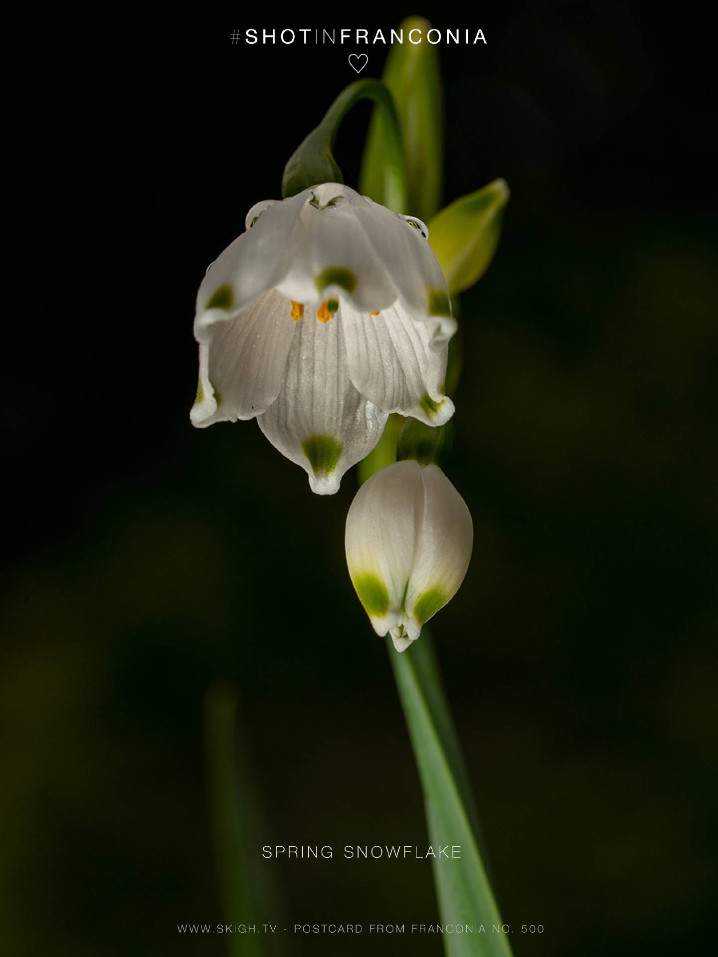Spring snowflake | 1/250s * f10 * ISO 100 * 90mm - FE 90mm F2.8 Macro G OSS - Sony α7R III Spring snowflake