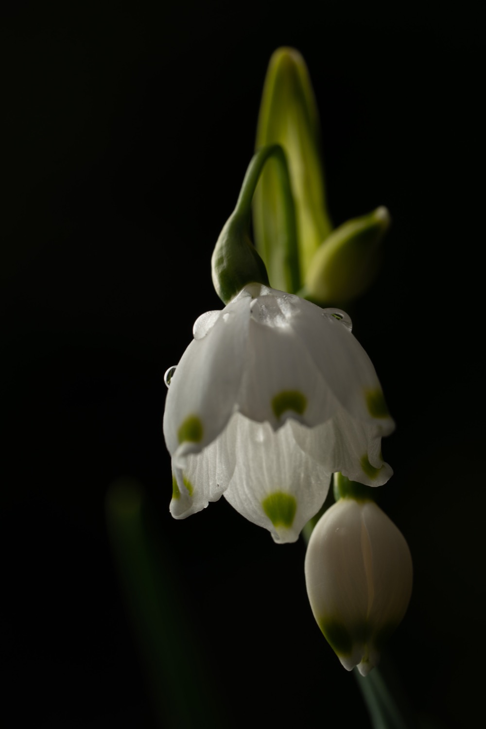 Spring snowflake with water drops