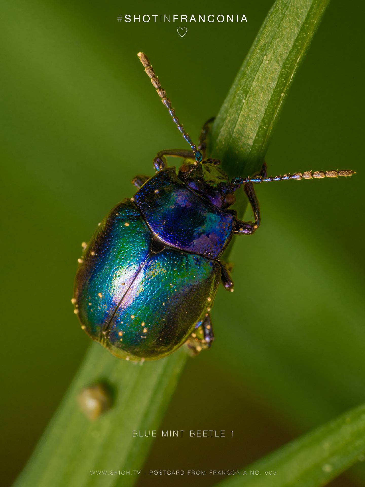 Blue mint beetle 1 | 1/125s * f22 * ISO 500 * 90mm - FE 90mm F2.8 Macro G OSS - Sony α7R III Blue mint beetle 1