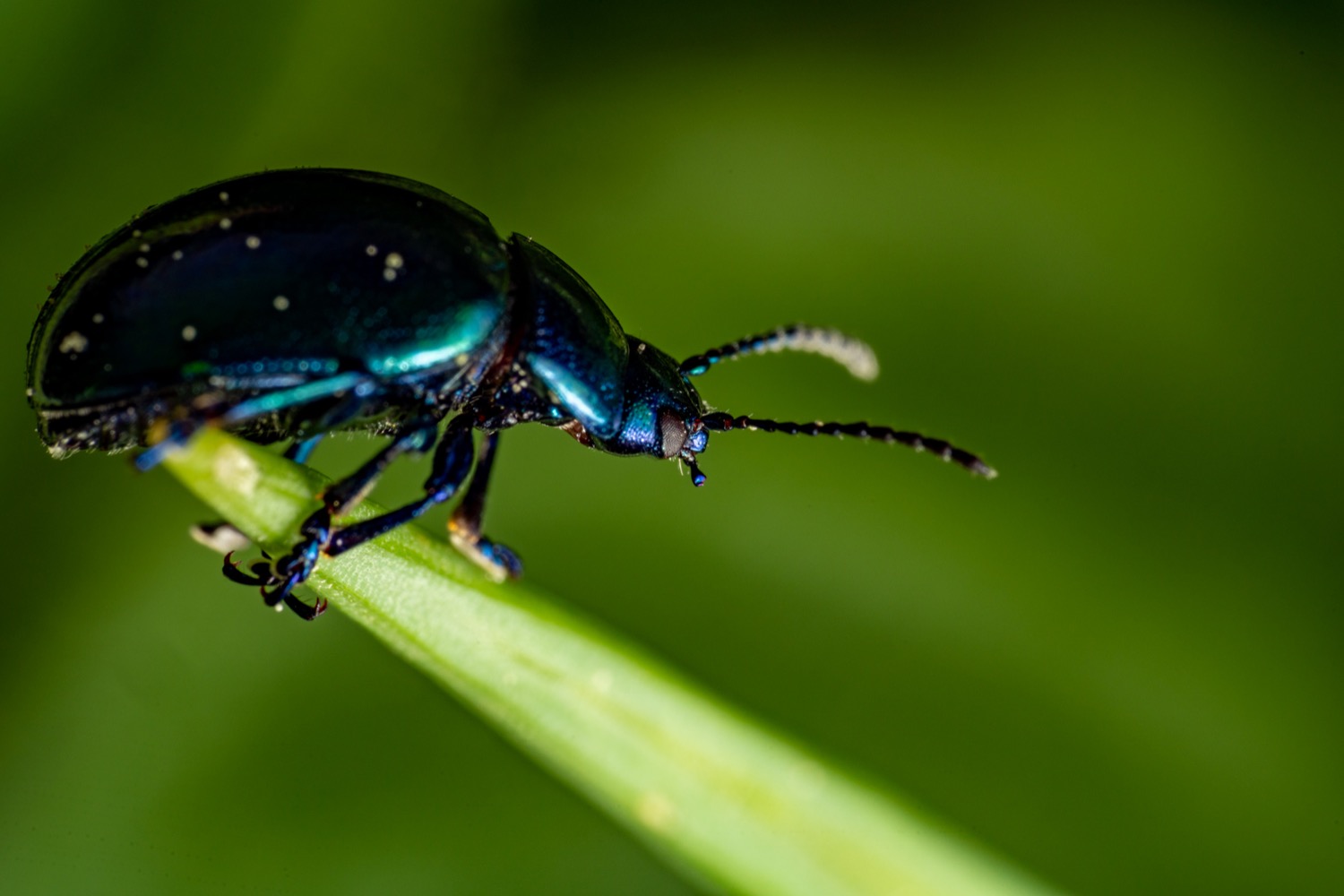 Blue mint beetle 1 | 1/125s * f22 * ISO 500 * 90mm - FE 90mm F2.8 Macro G OSS - Sony α7R III Blue mint beetle 1