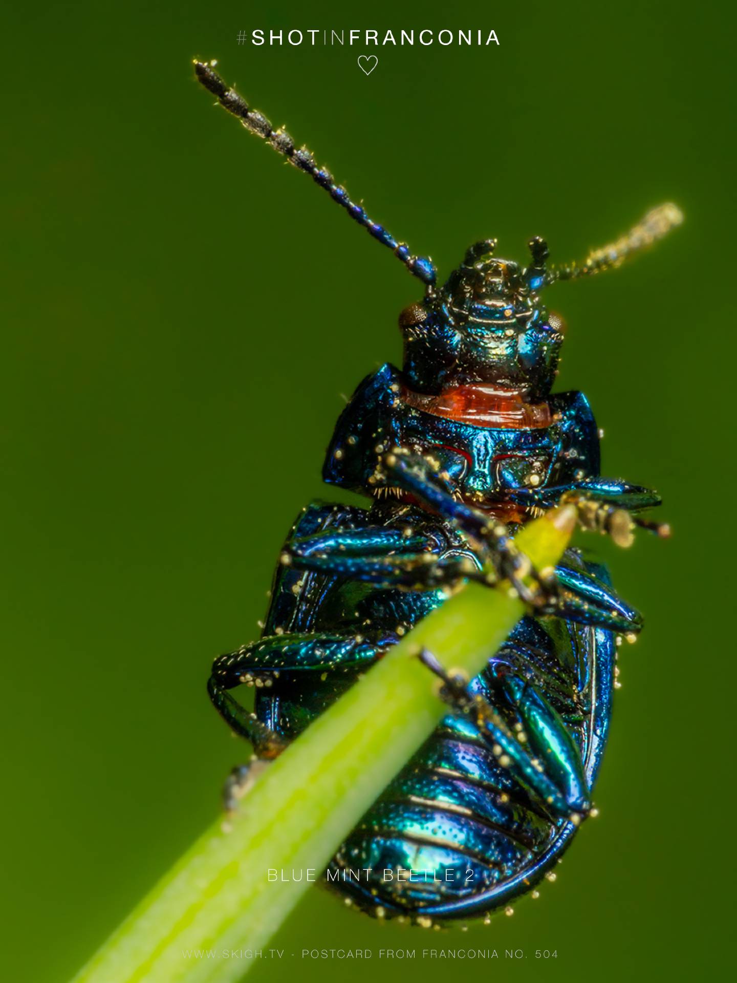 Blue mint beetle 2 | 1/125s * f22 * ISO 500 * 90mm - FE 90mm F2.8 Macro G OSS - Sony α7R III Blue mint beetle 2