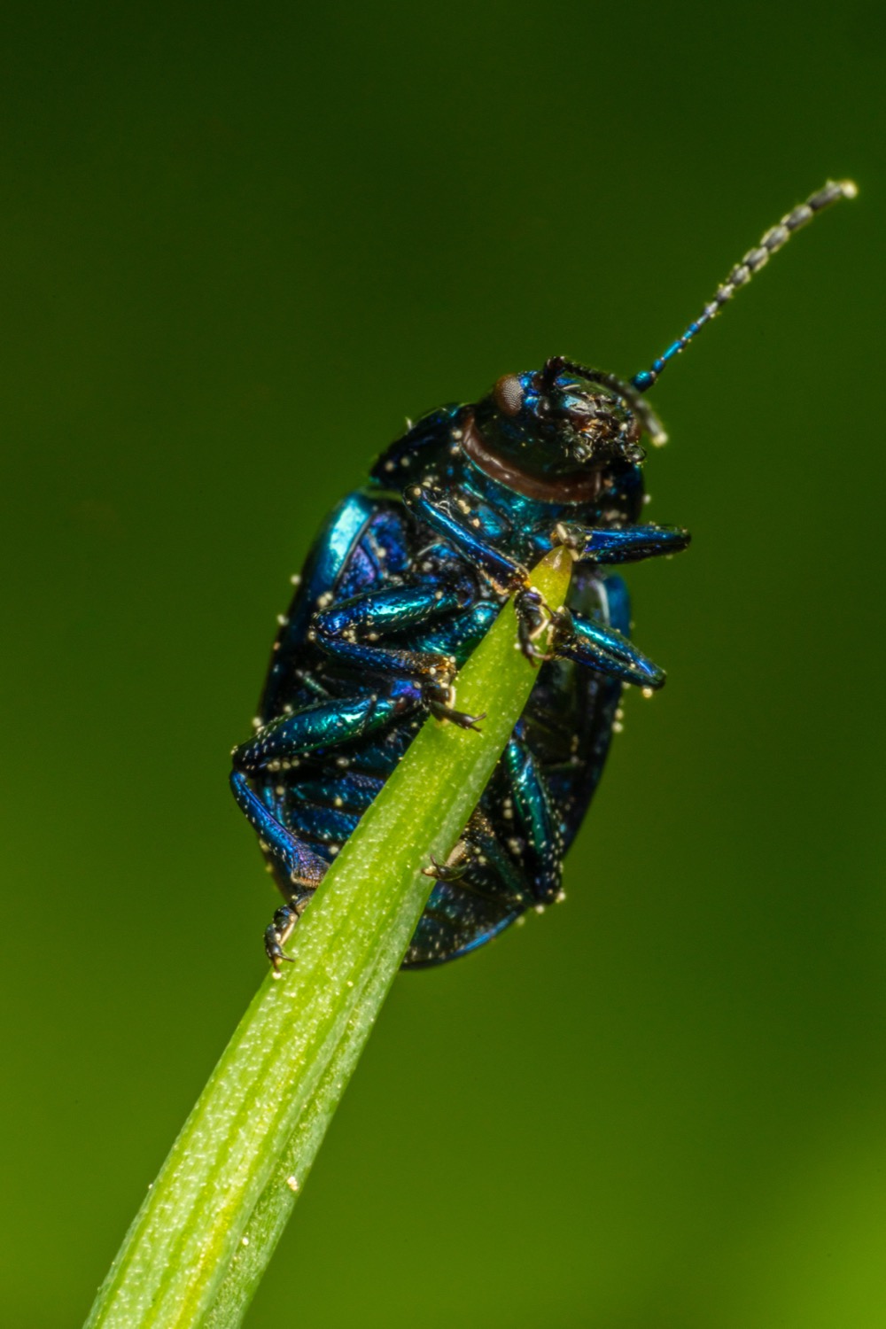 Blue mint beetle 2 | 1/125s * f22 * ISO 500 * 90mm - FE 90mm F2.8 Macro G OSS - Sony α7R III Blue mint beetle 2