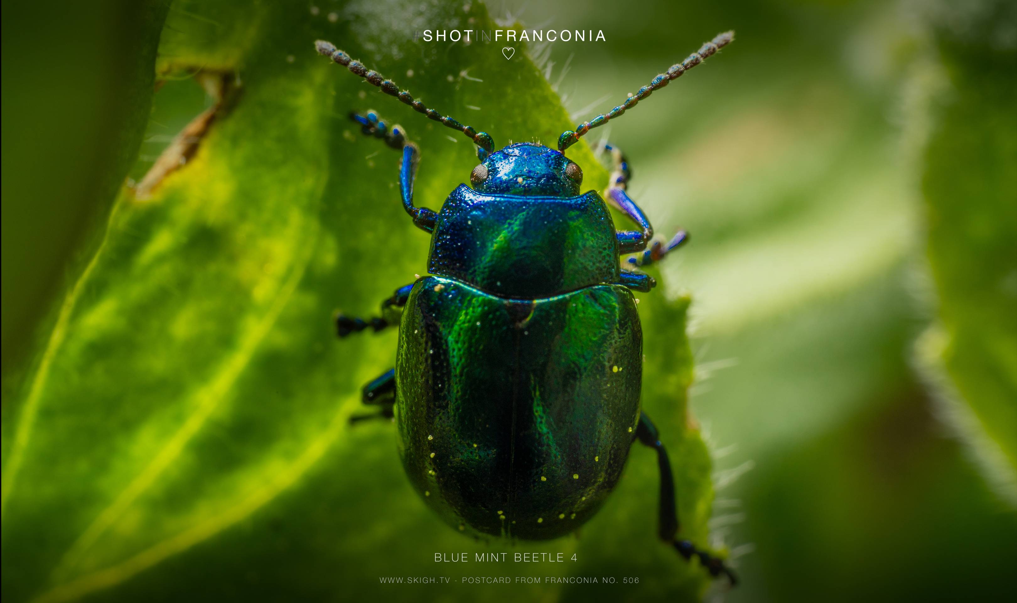 Blue mint beetle 4 | 1/200s * f16 * ISO 160 * 90mm - FE 90mm F2.8 Macro G OSS - Sony α7R III Blue mint beetle 4