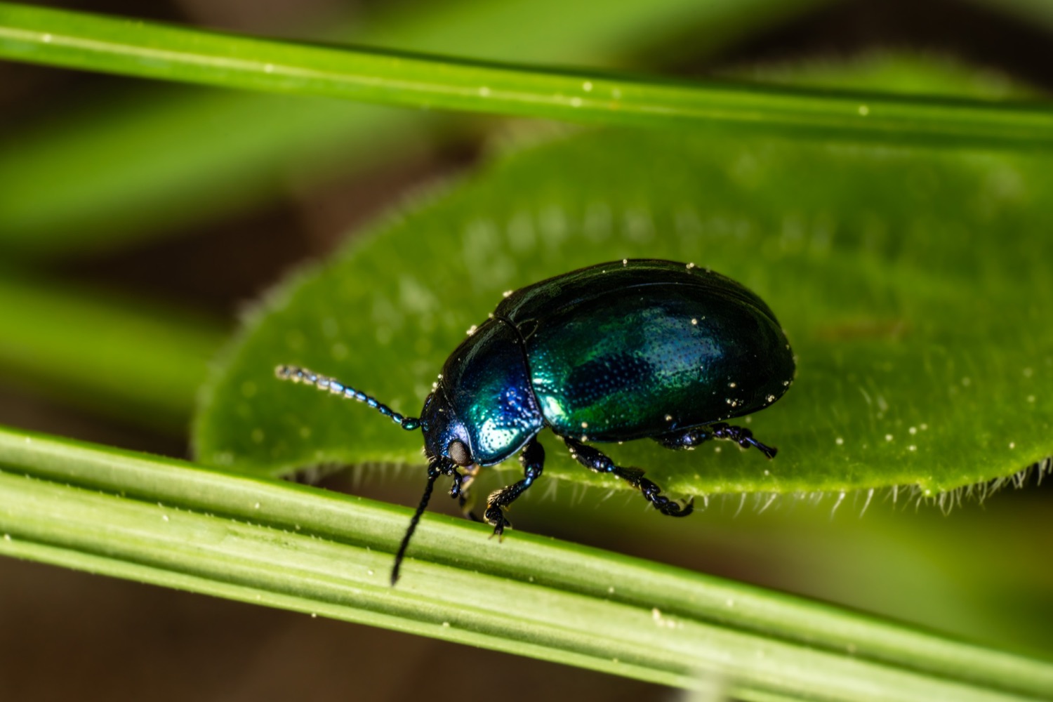 Blue mint beetle 4