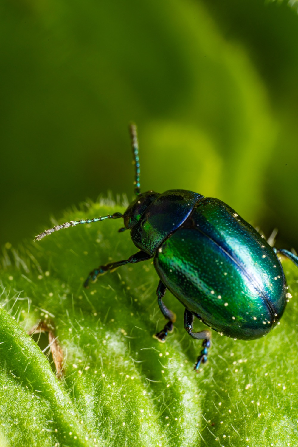 Blue mint beetle 4 | 1/200s * f16 * ISO 160 * 90mm - FE 90mm F2.8 Macro G OSS - Sony α7R III Blue mint beetle 4