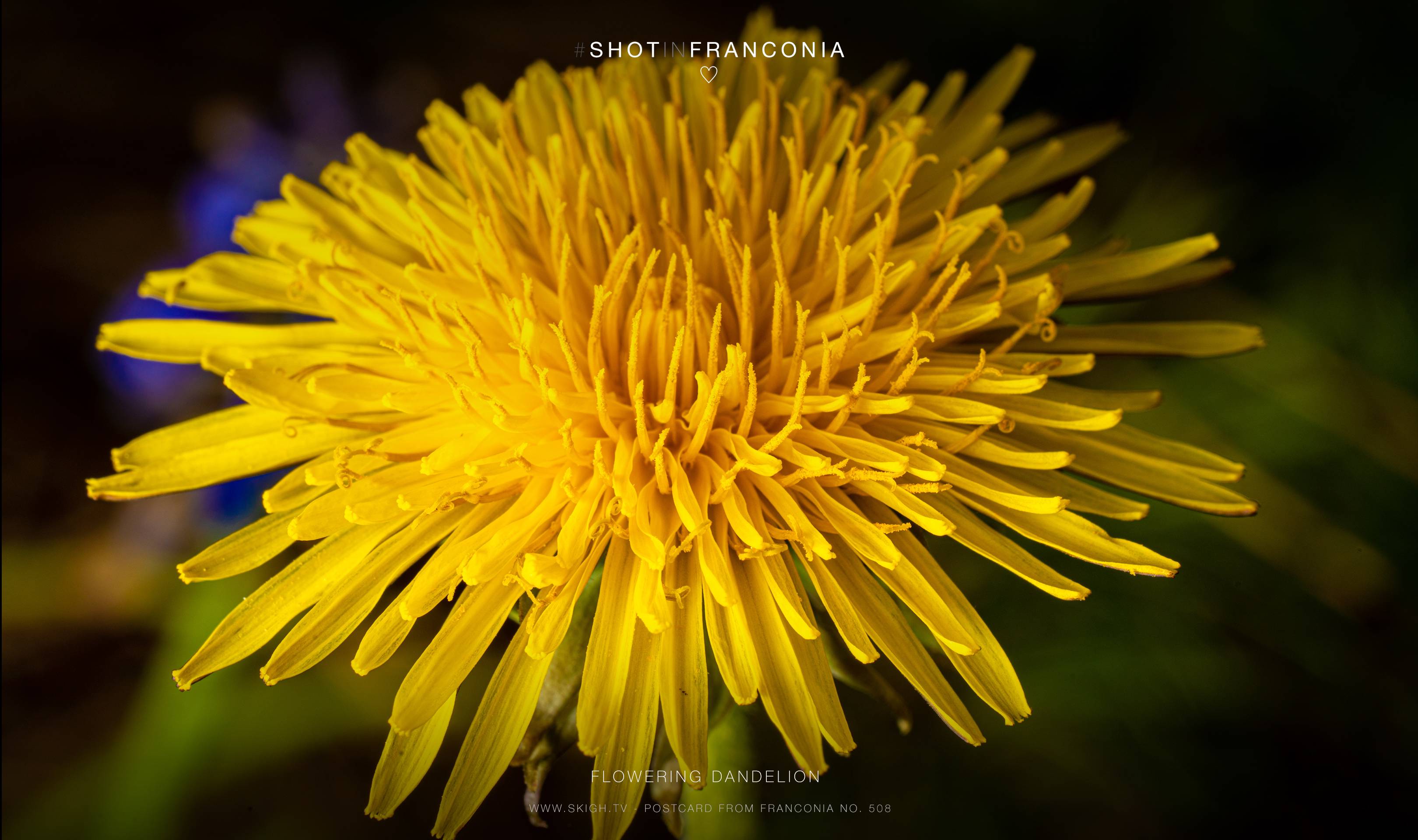 Flowering dandelion | 1/200s * f14 * ISO 100 * 90mm - FE 90mm F2.8 Macro G OSS - Sony α7R III Flowering dandelion