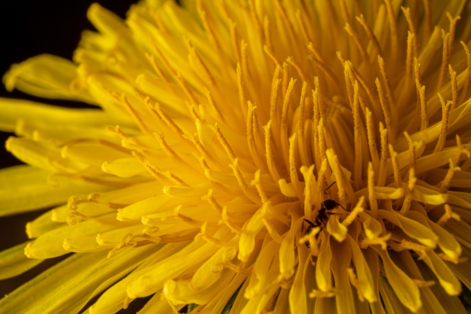 Flowering dandelion | 1/200s * f14 * ISO 100 * 90mm - FE 90mm F2.8 Macro G OSS - Sony α7R III Flowering dandelion